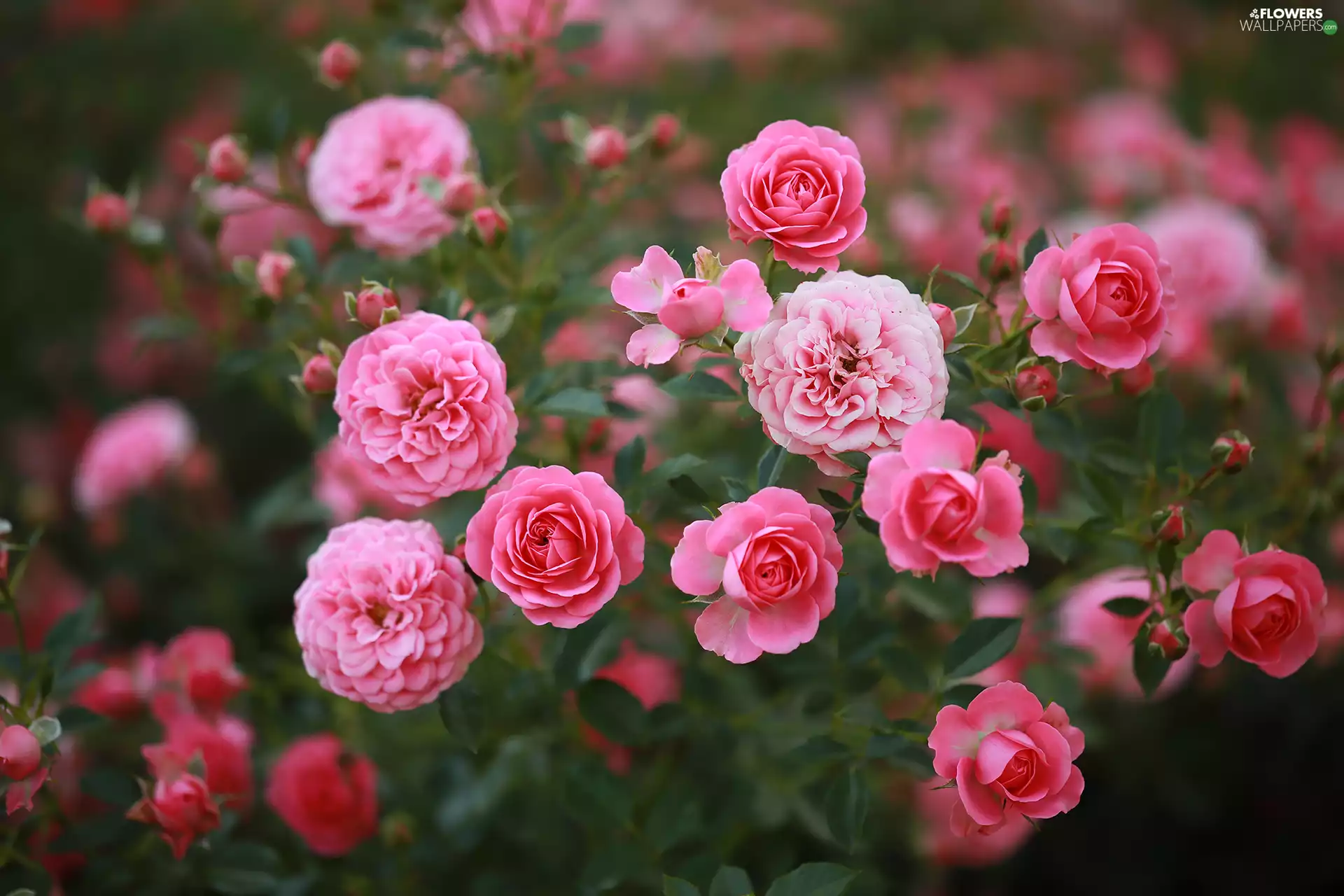 Bush, Pink, Flowers, roses