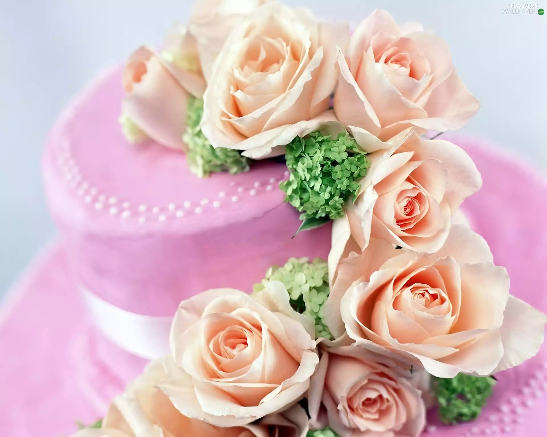 roses, Pink, Cake