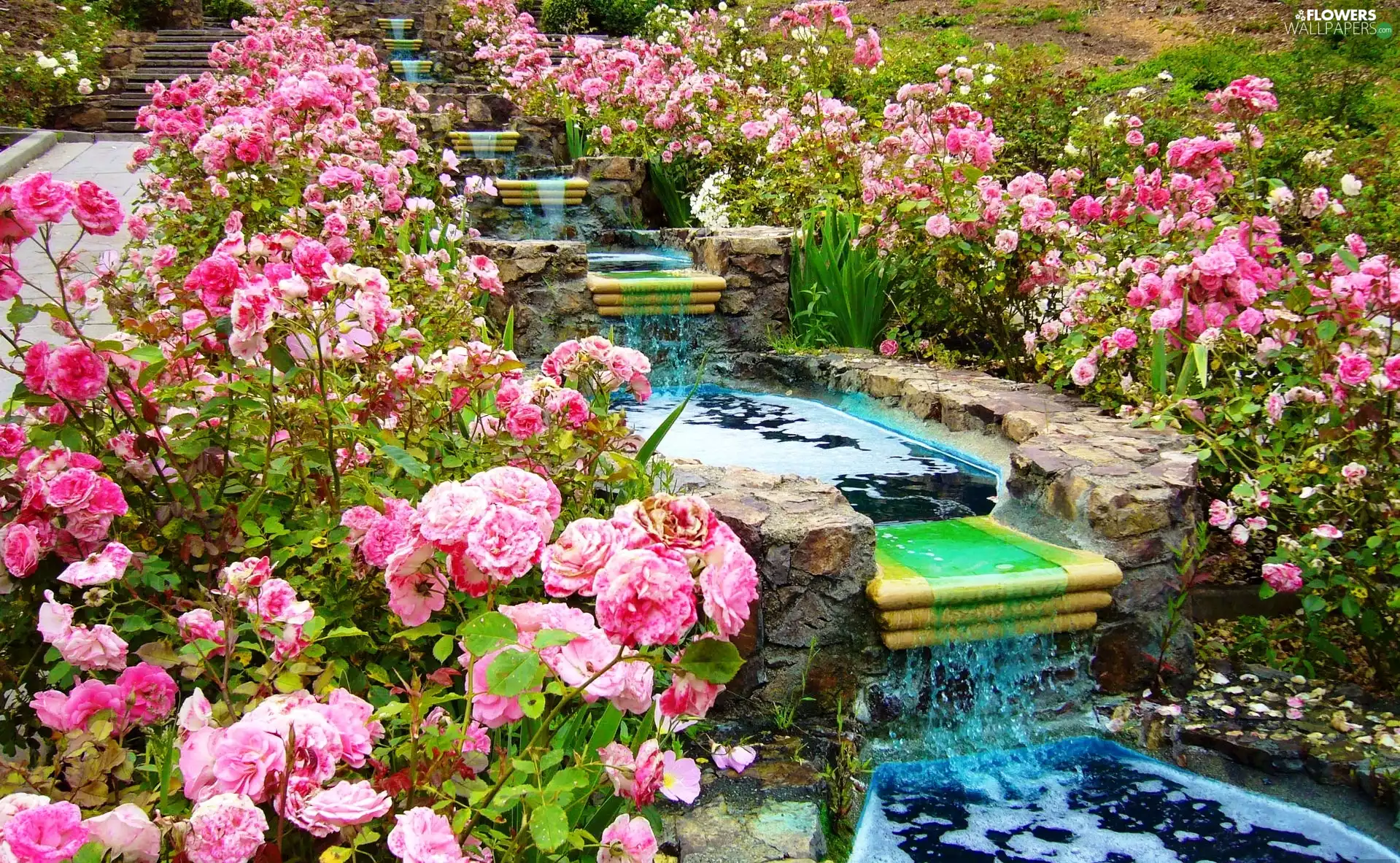 roses, Park, cascade