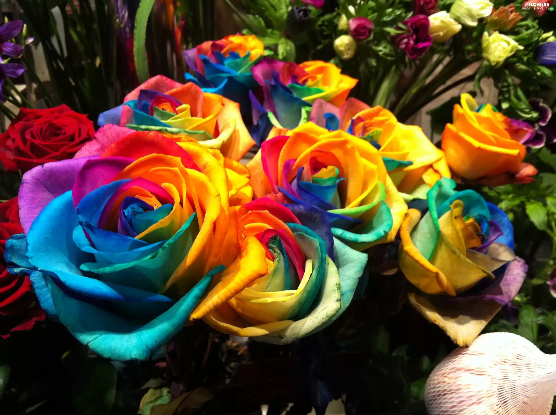 color, roses