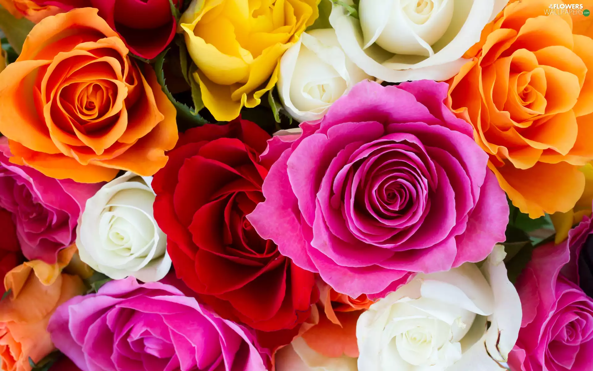 roses, developed, color