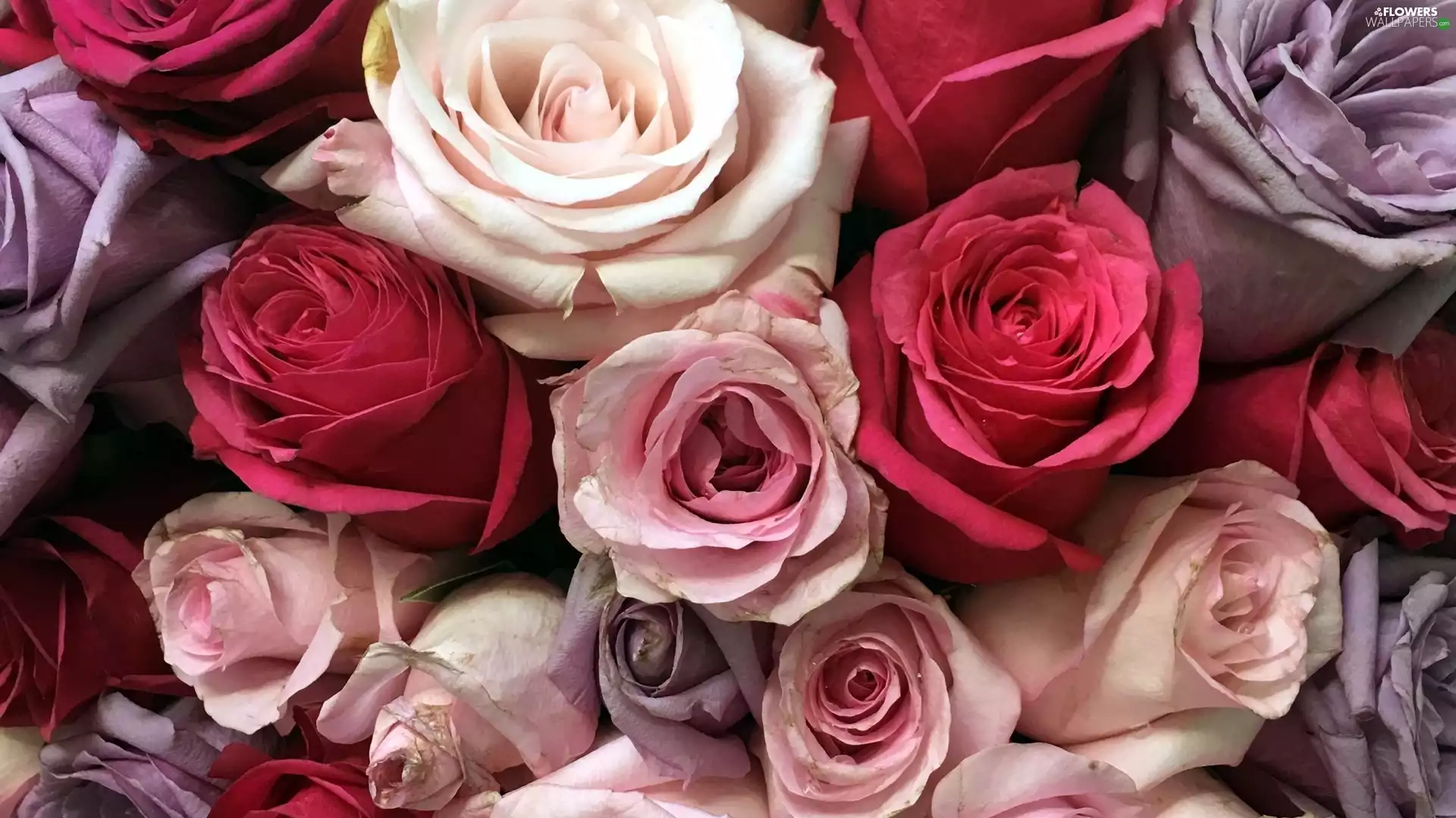 color, Buds, rapprochement, roses