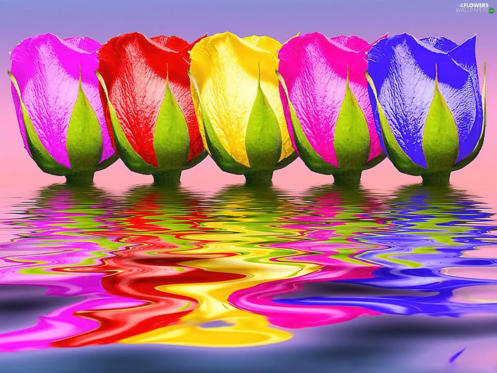 color, water, reflection, roses