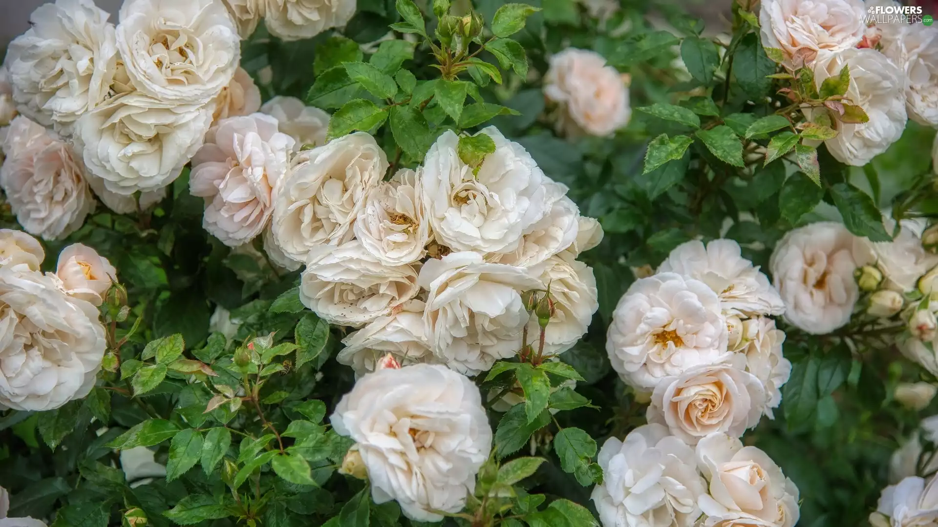 roses, Flowers, cream