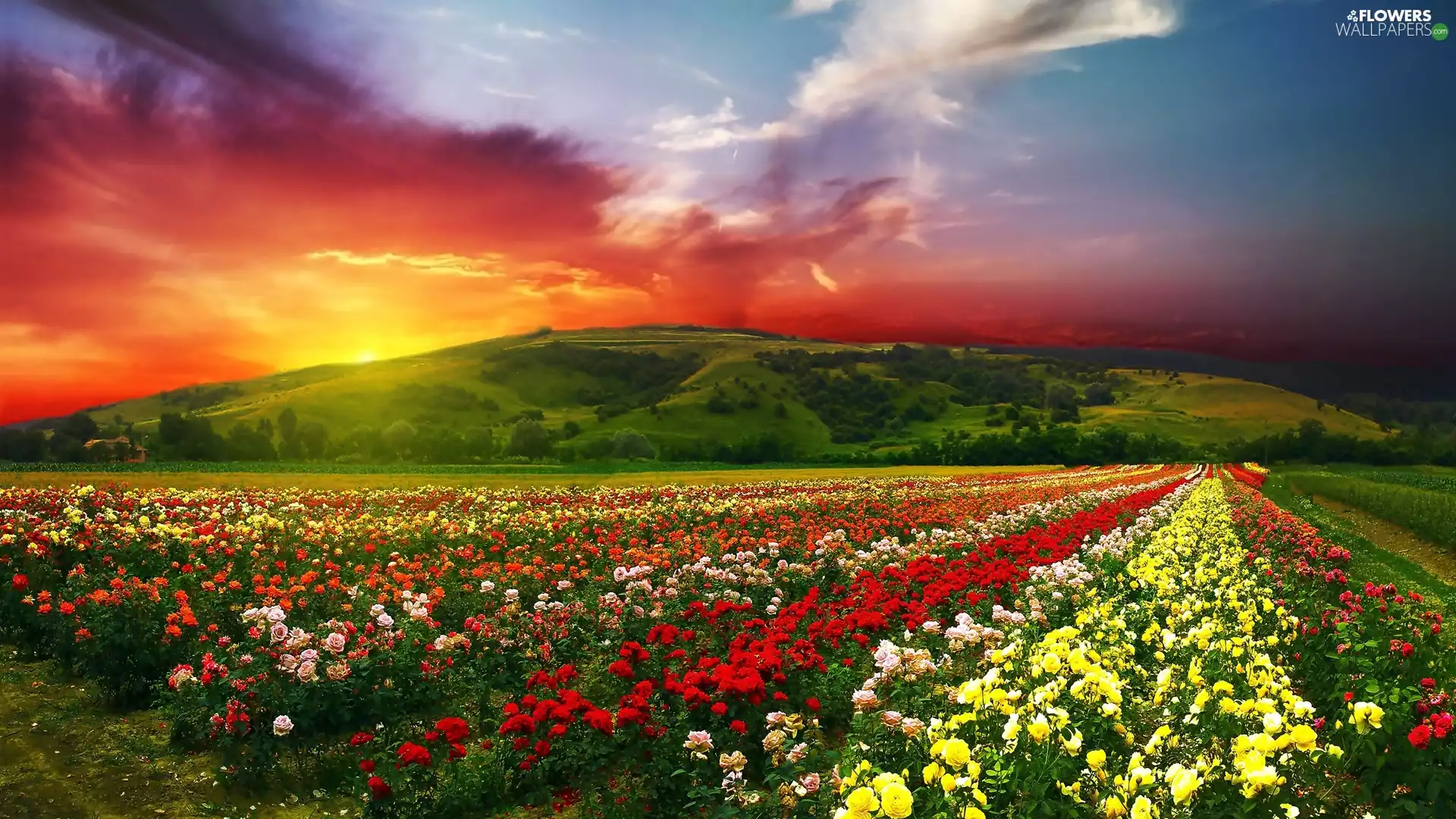 sun, Mountains, roses, cultivation, color, west