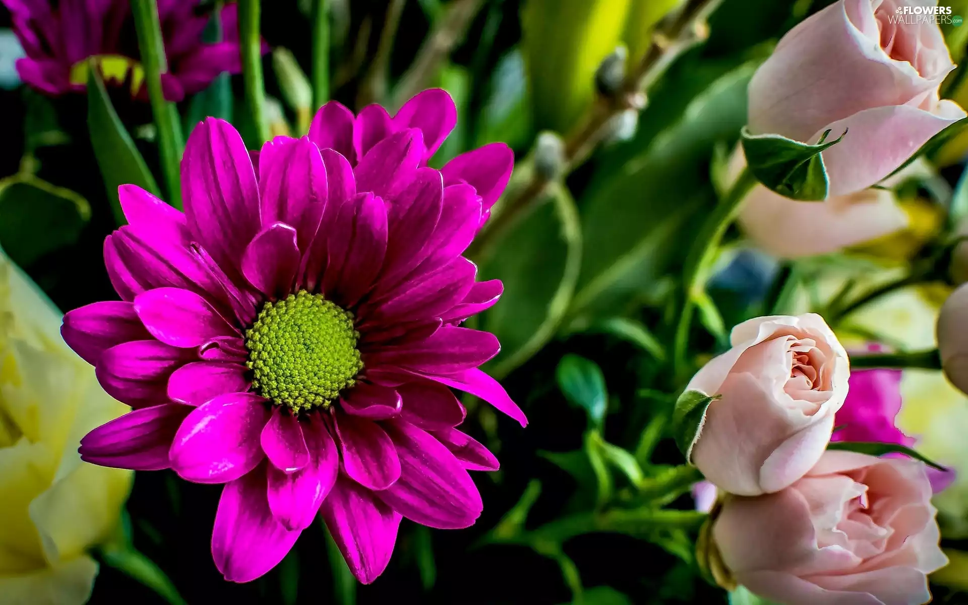 roses, Flowers, Daisy