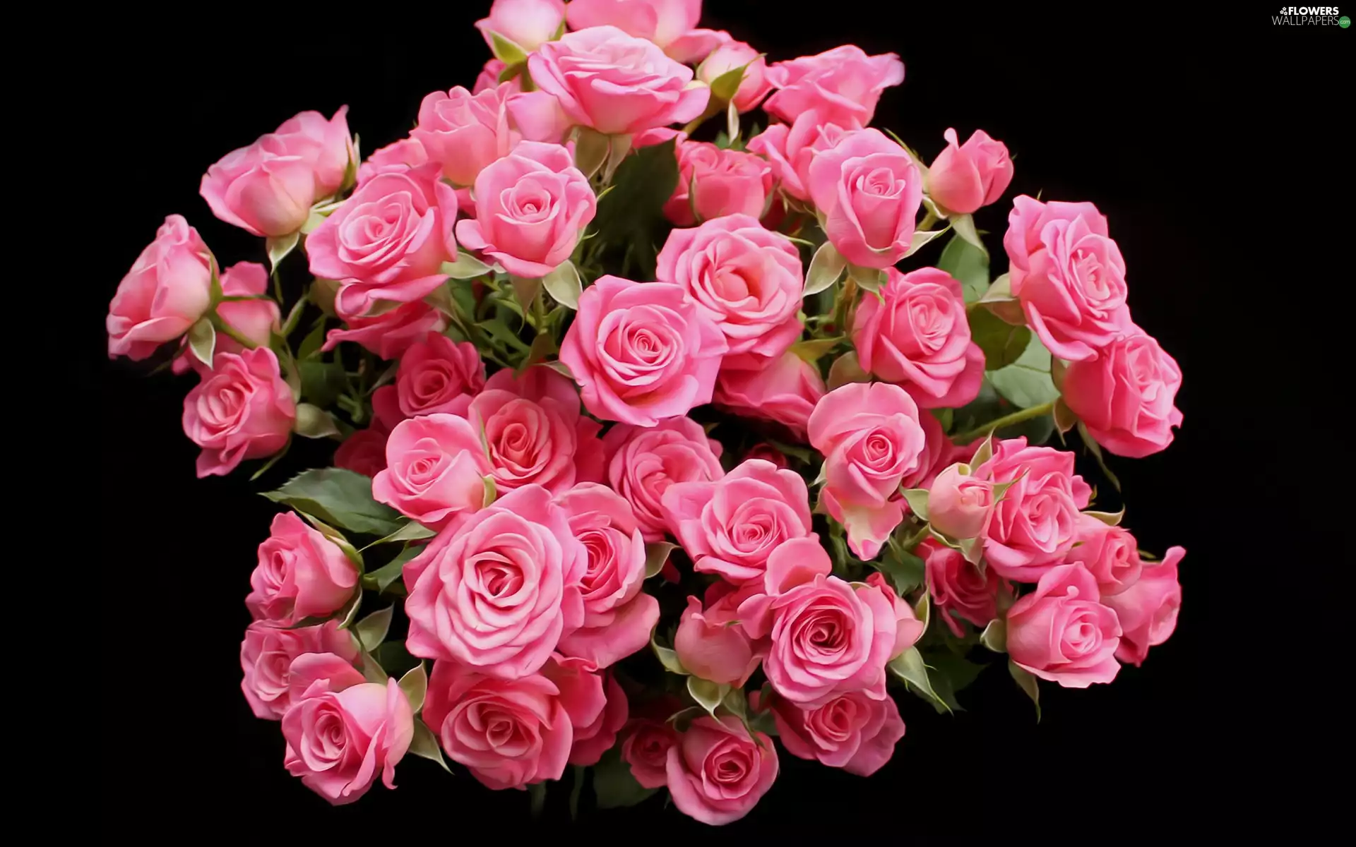 bouquet, roses, Dark Background, Pink
