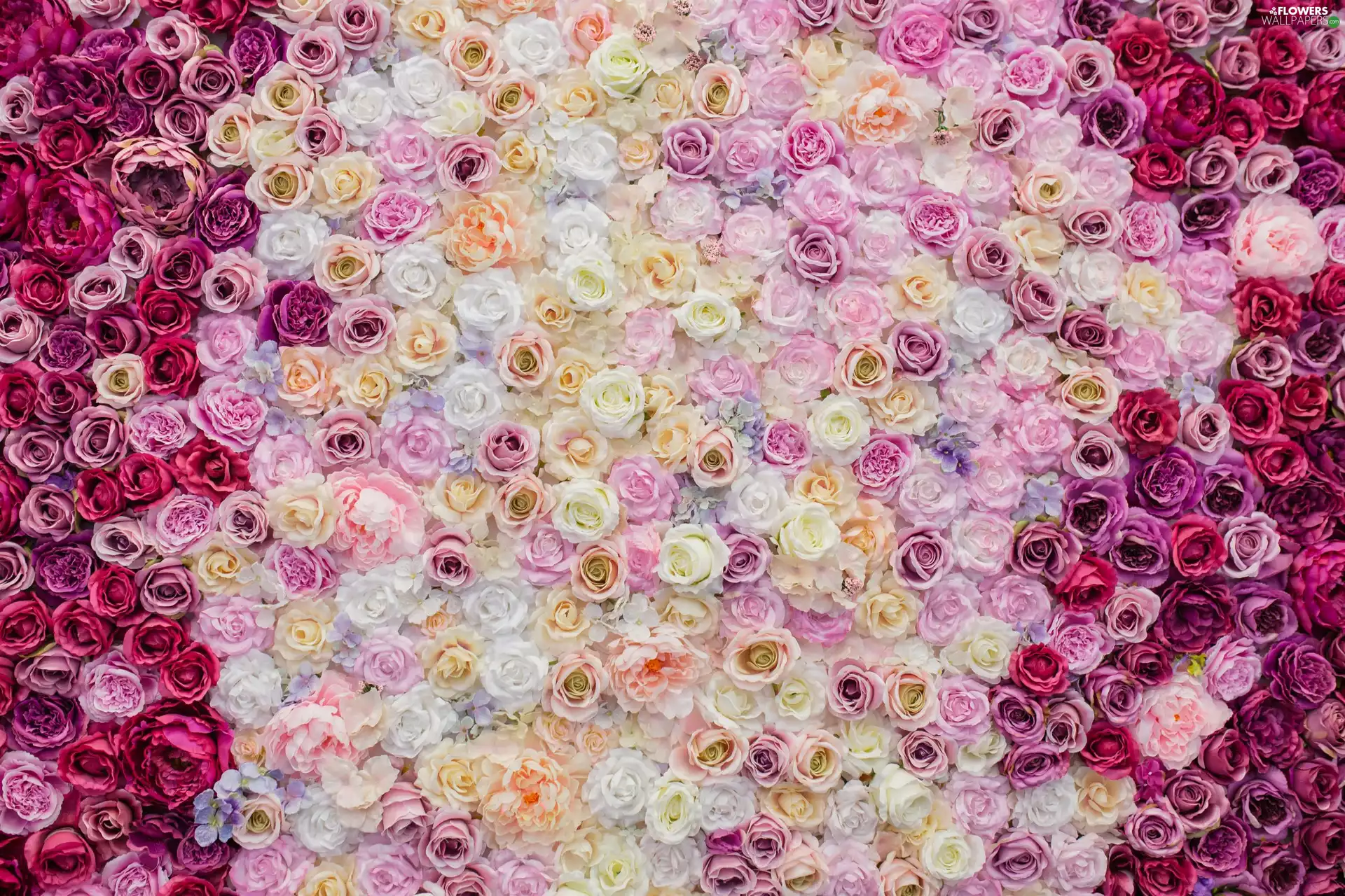 Different colored, Flowers, roses