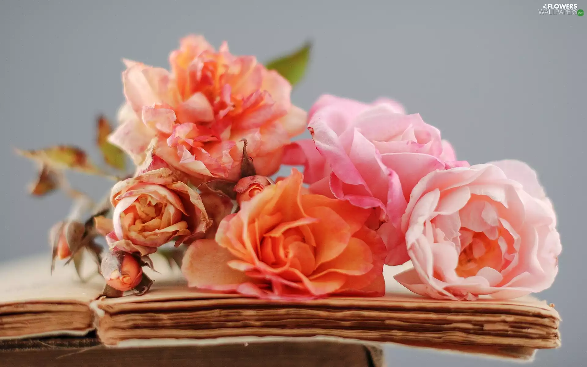 dried, bouquet, Book, roses