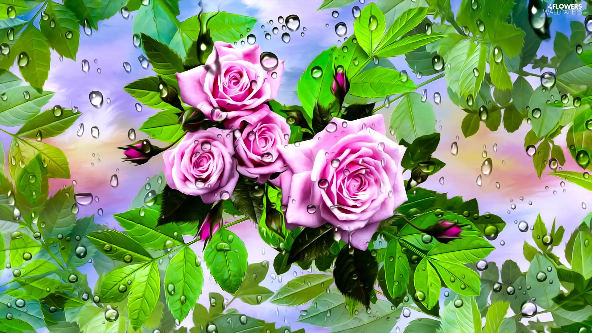 Buds, Pink, drops, roses, Flowers, Leaf, graphics
