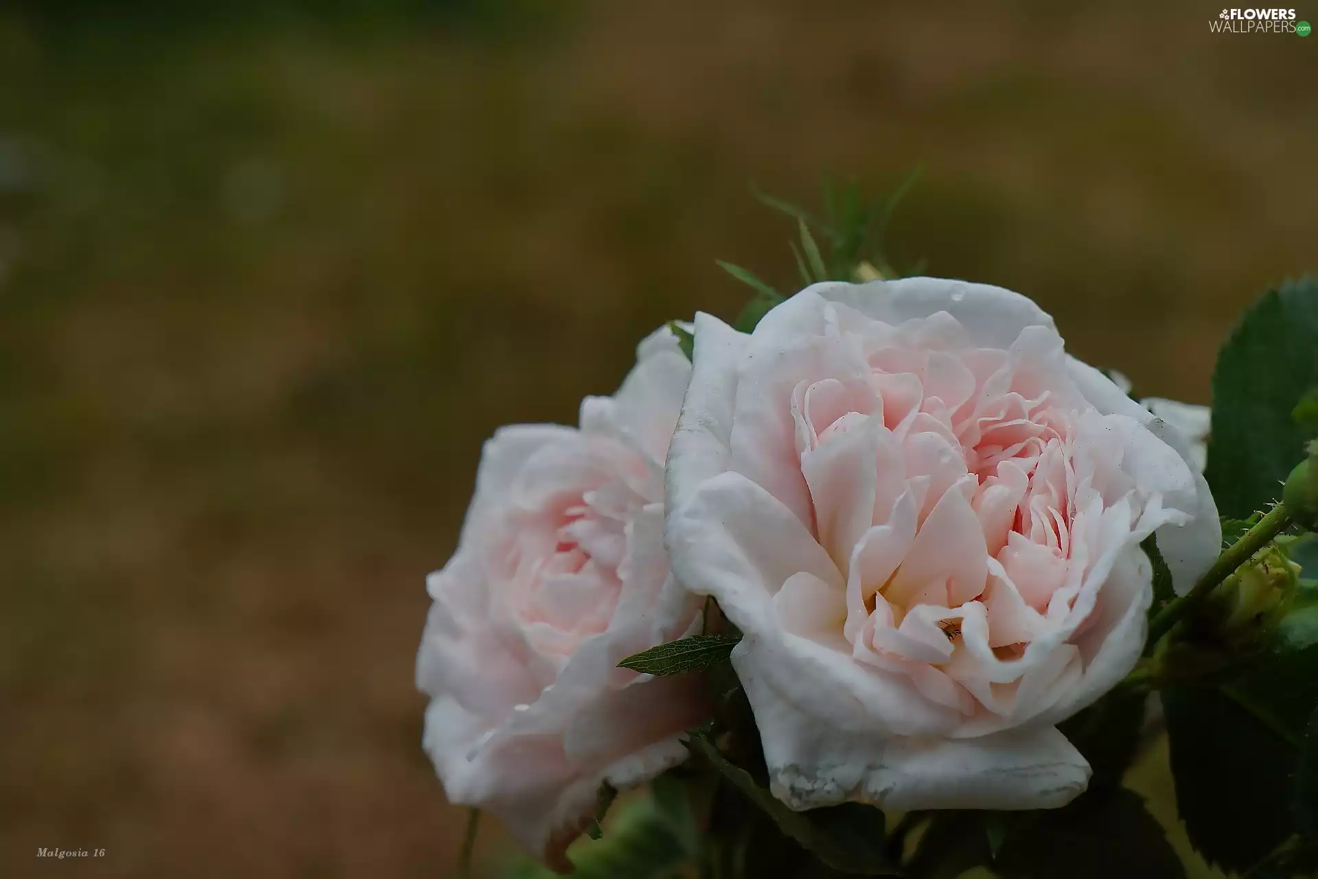 roses, Flowers, flourishing