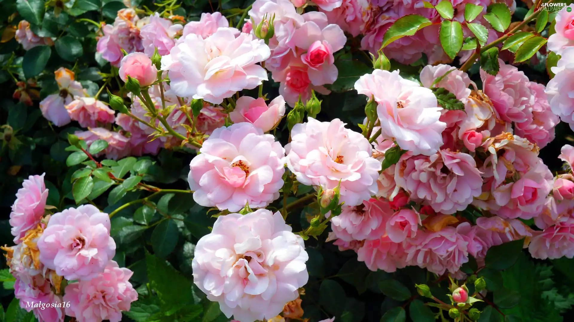 roses, Flowers, flourishing