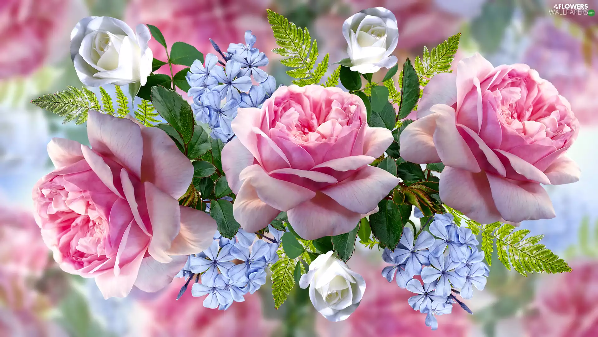 blurry background, 2D, roses, polypody, Flowers