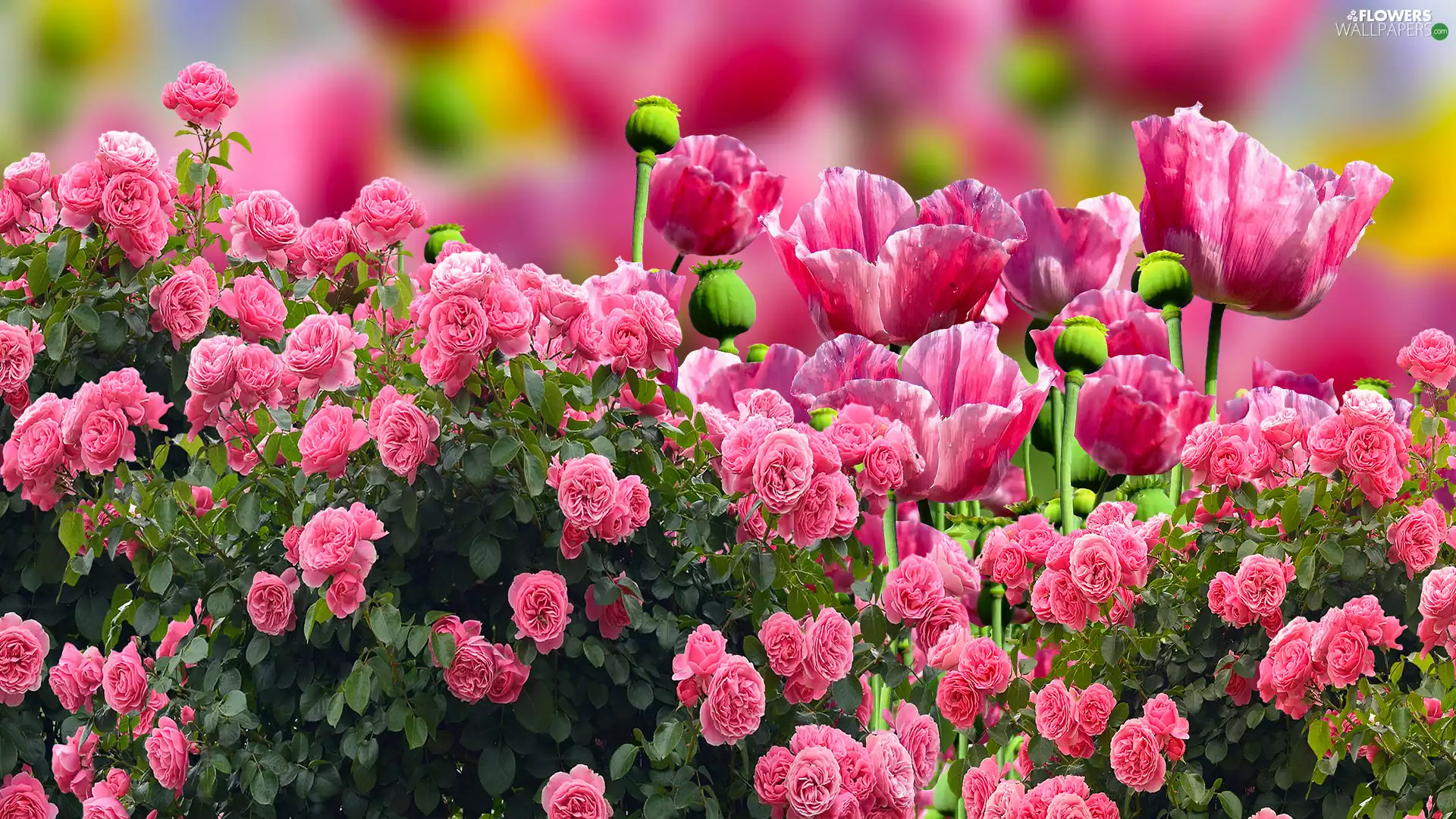 Flowers, papavers, 2D, roses