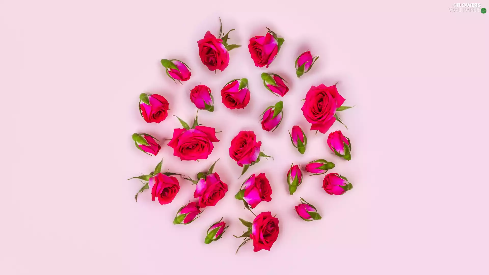 leaves, Pink Background, roses, Buds, Flowers