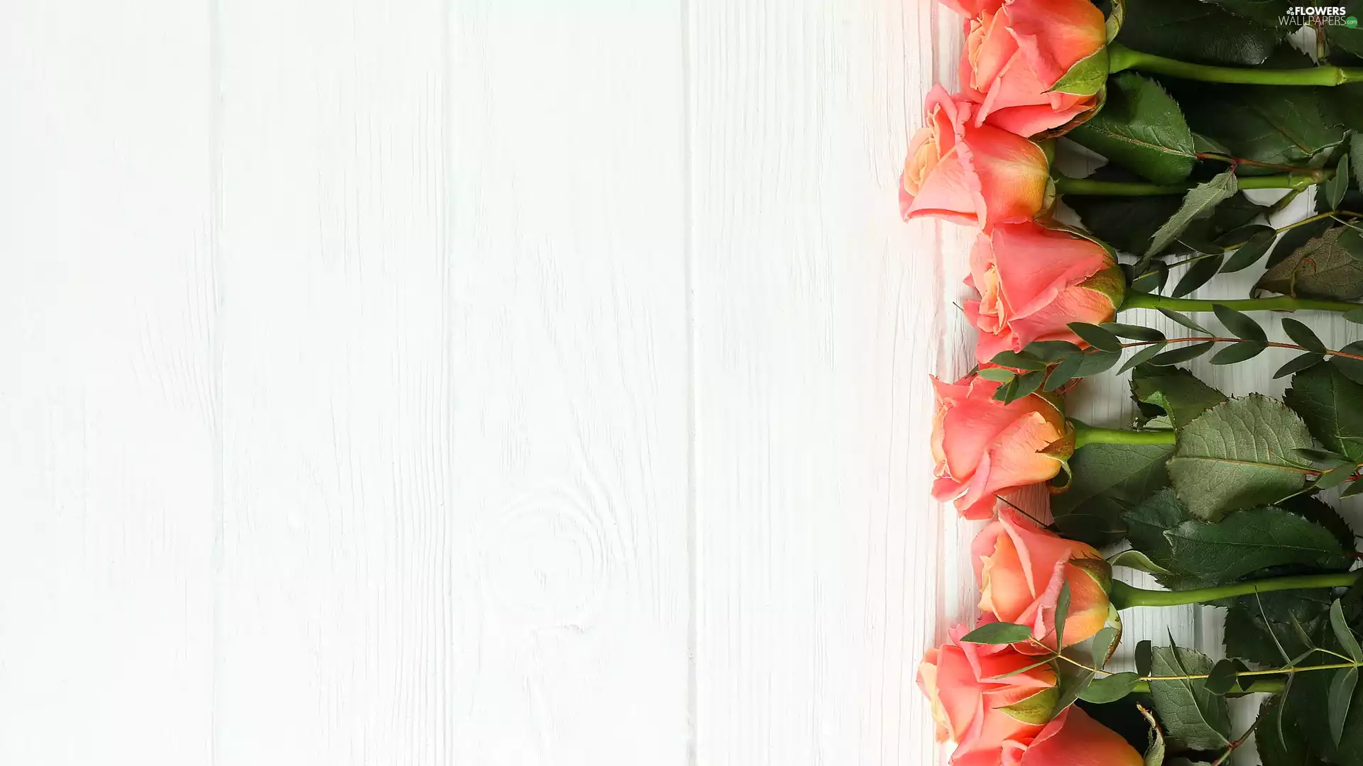 Flowers, Leaf, boarding, roses