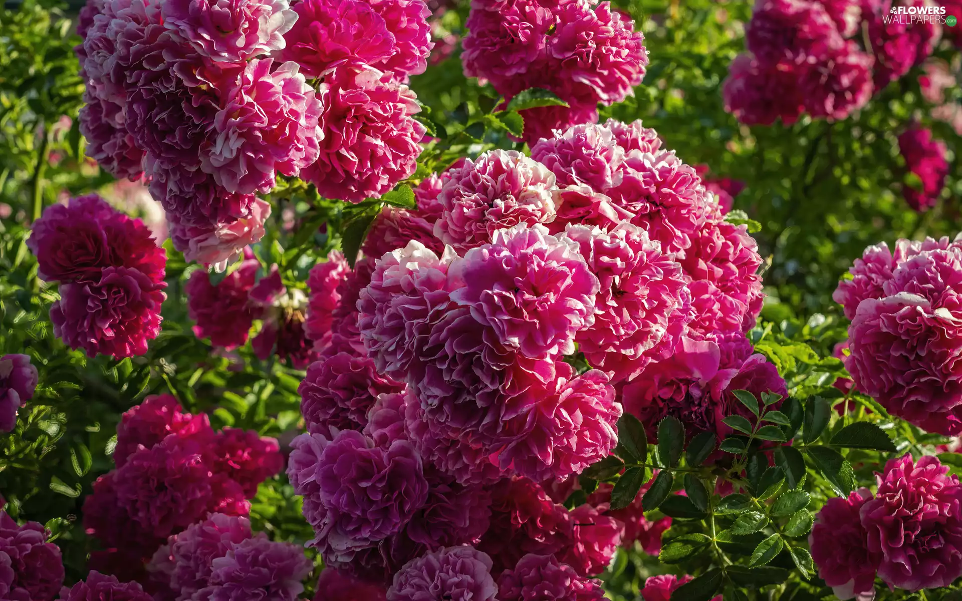 Flowers, Pink, Bush, roses