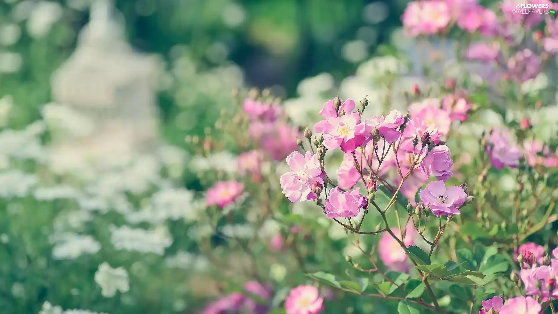 Flowers, Twigs, Bush, roses