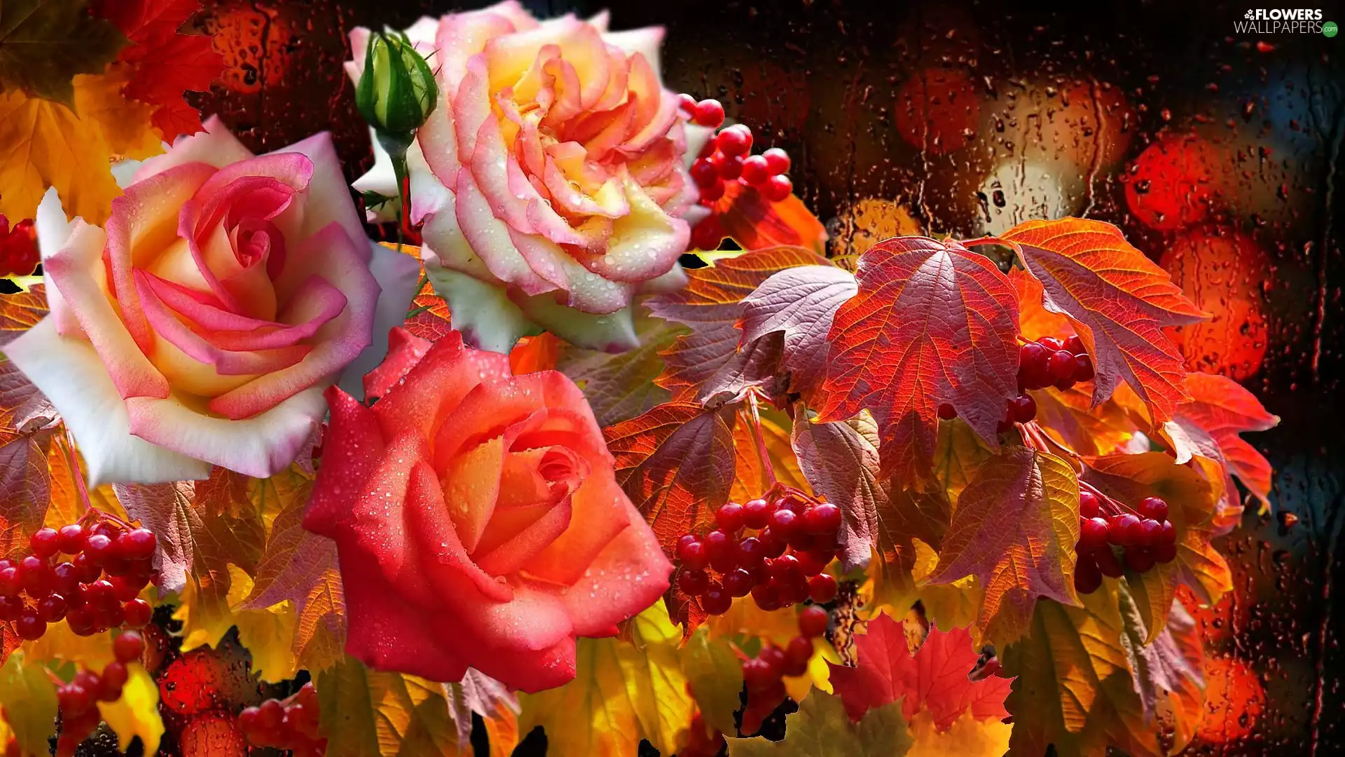 Flowers, Leaf, drops, roses