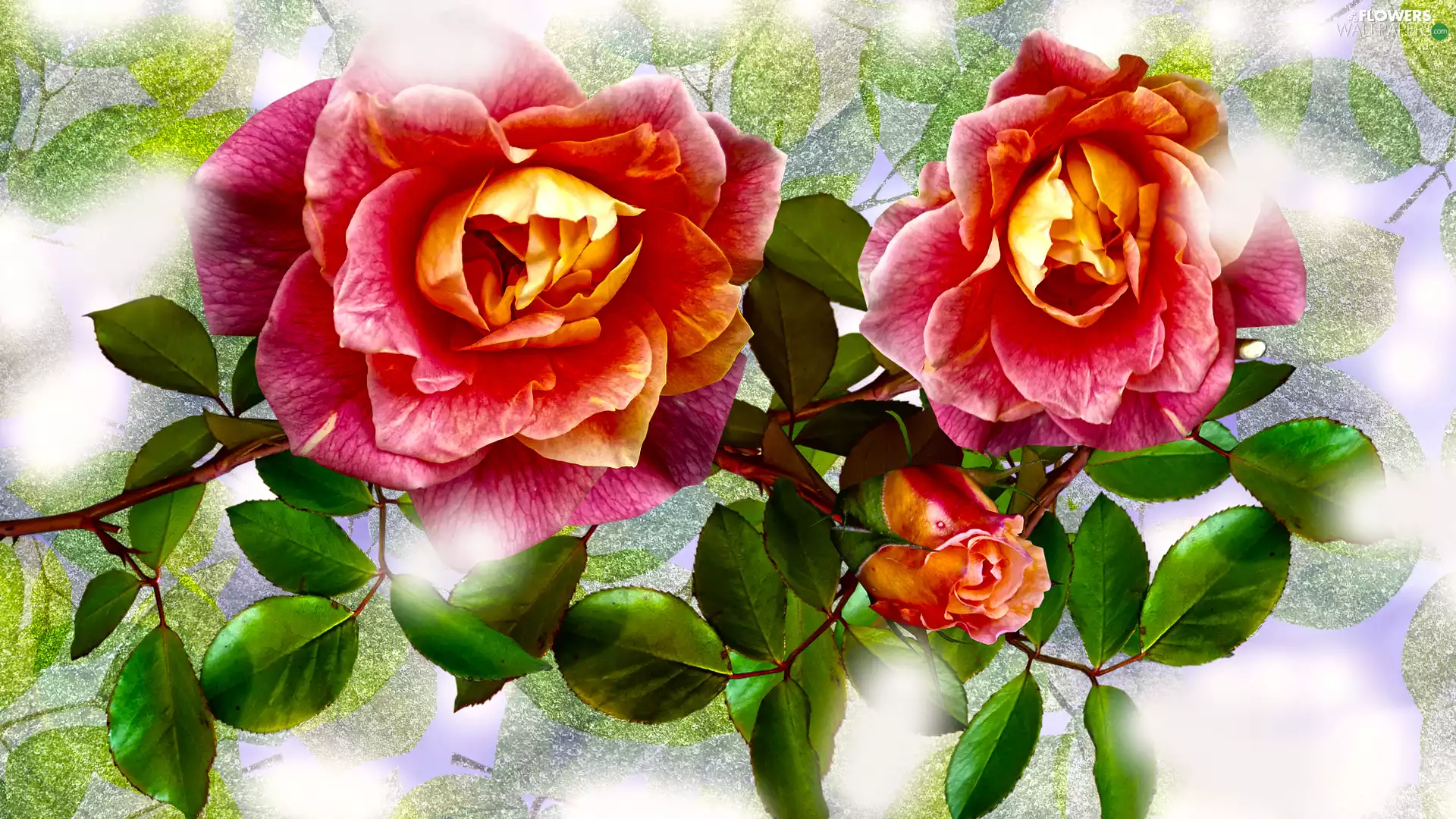 Flowers, bud, graphics, roses