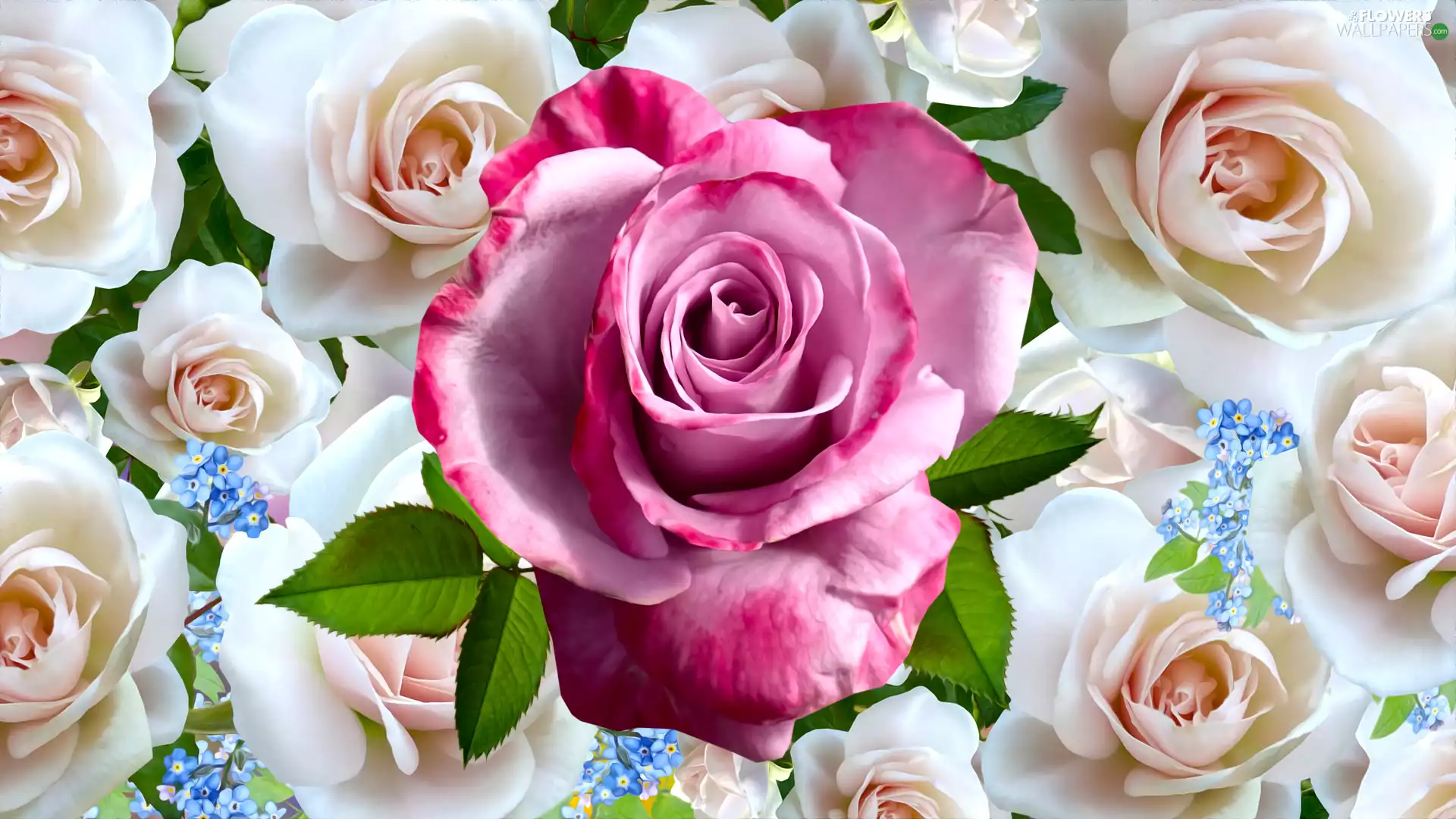 Flowers, Forget, graphics, roses