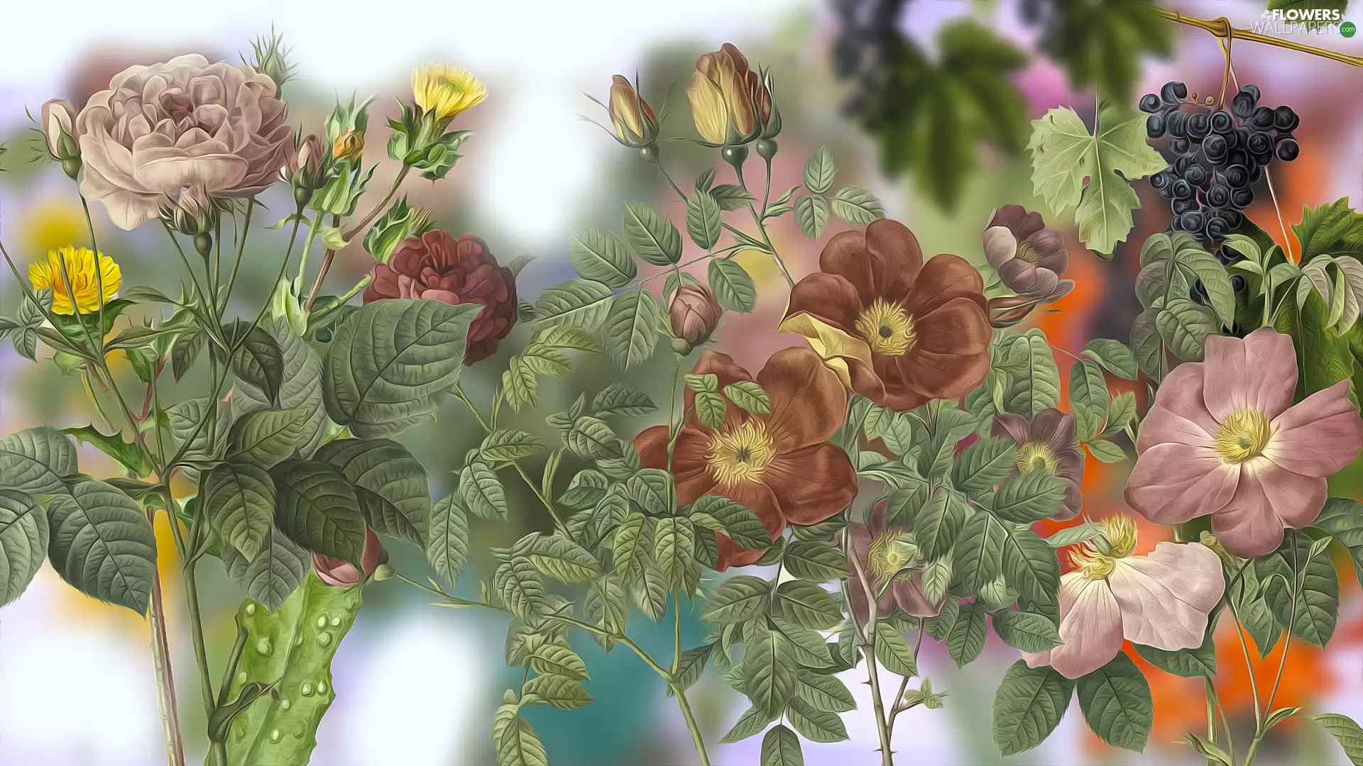 Flowers, grape, graphics, roses