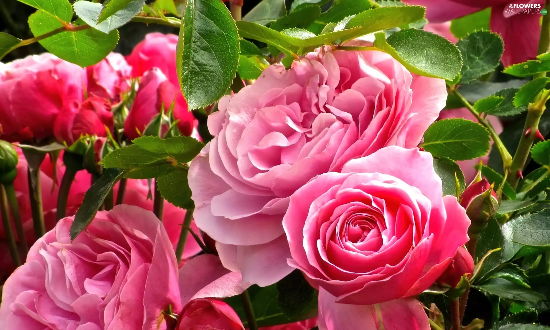 Flowers, Pink, Leaf, roses