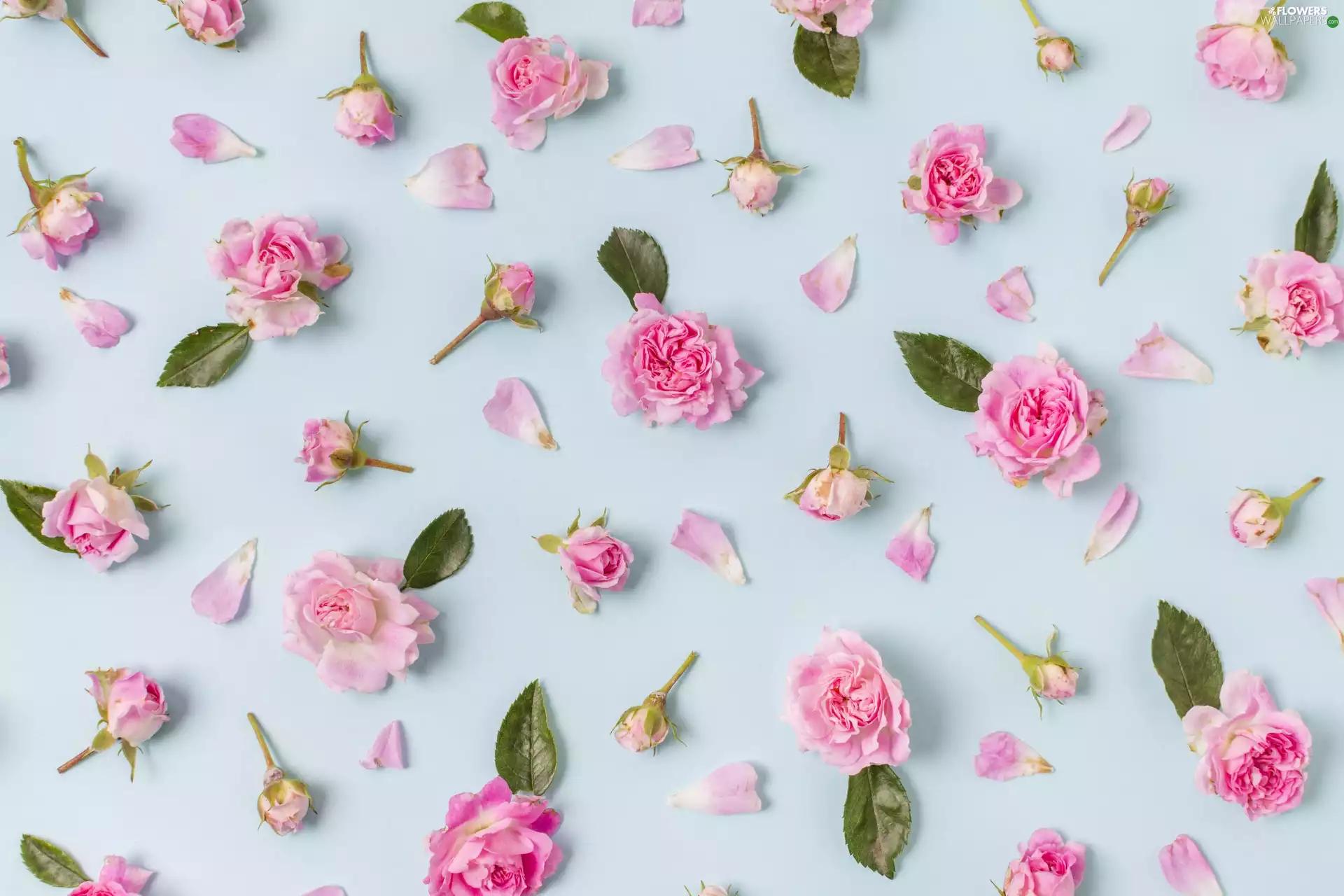 Flowers, Buds, leaves, roses