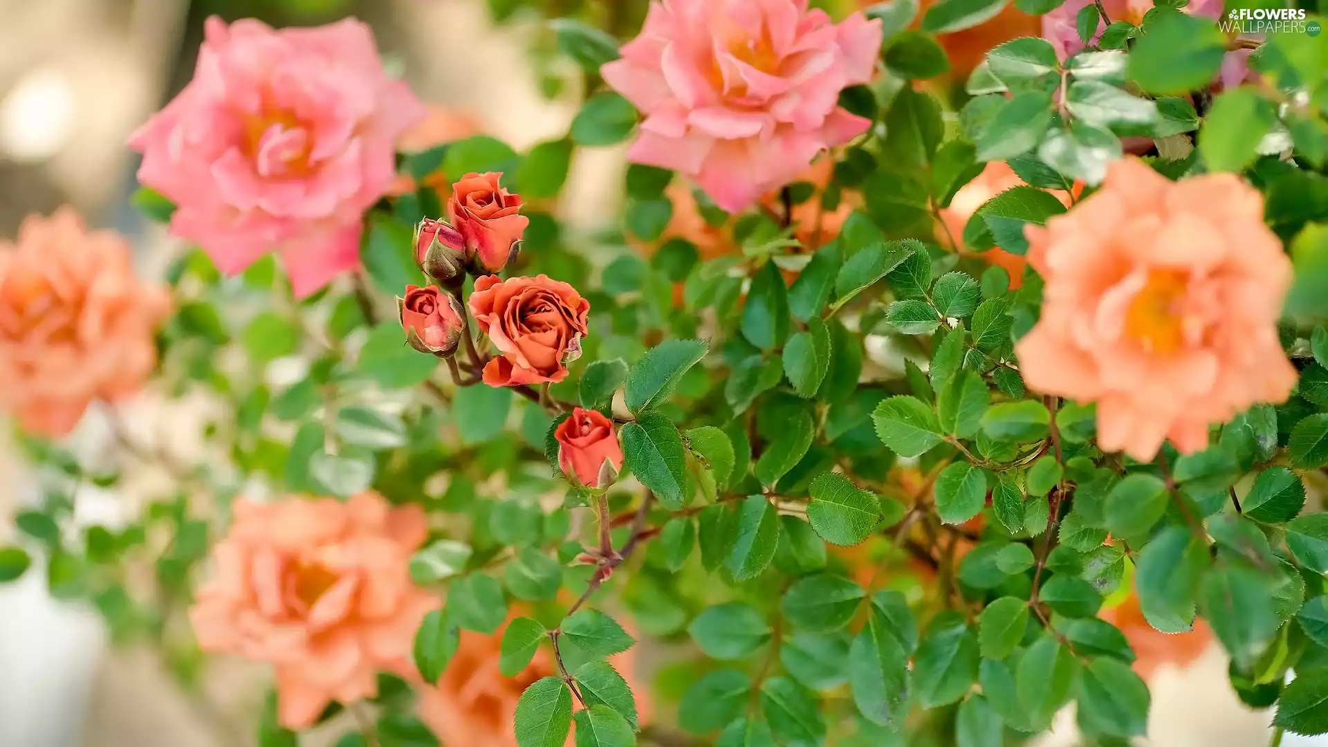 Flowers, Twigs, leaves, roses