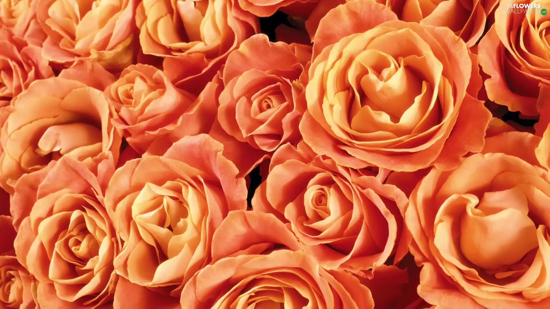 roses, Orange, Flowers