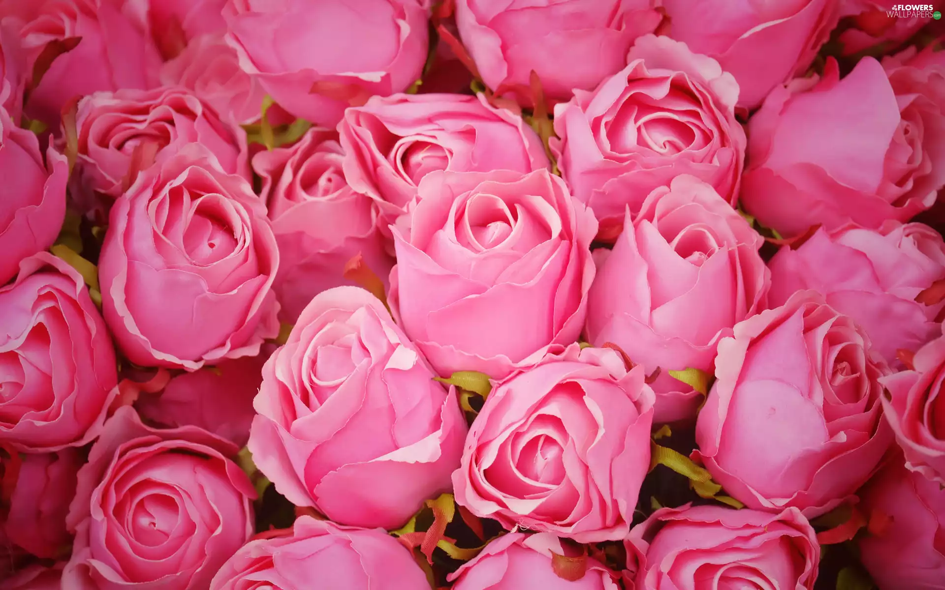 Flowers, Buds, Pink, roses