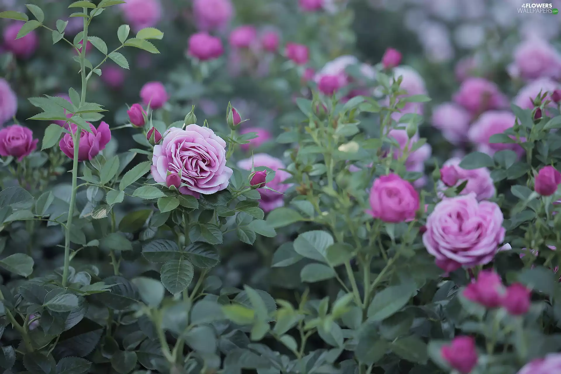 Flowers, dark pink, roses