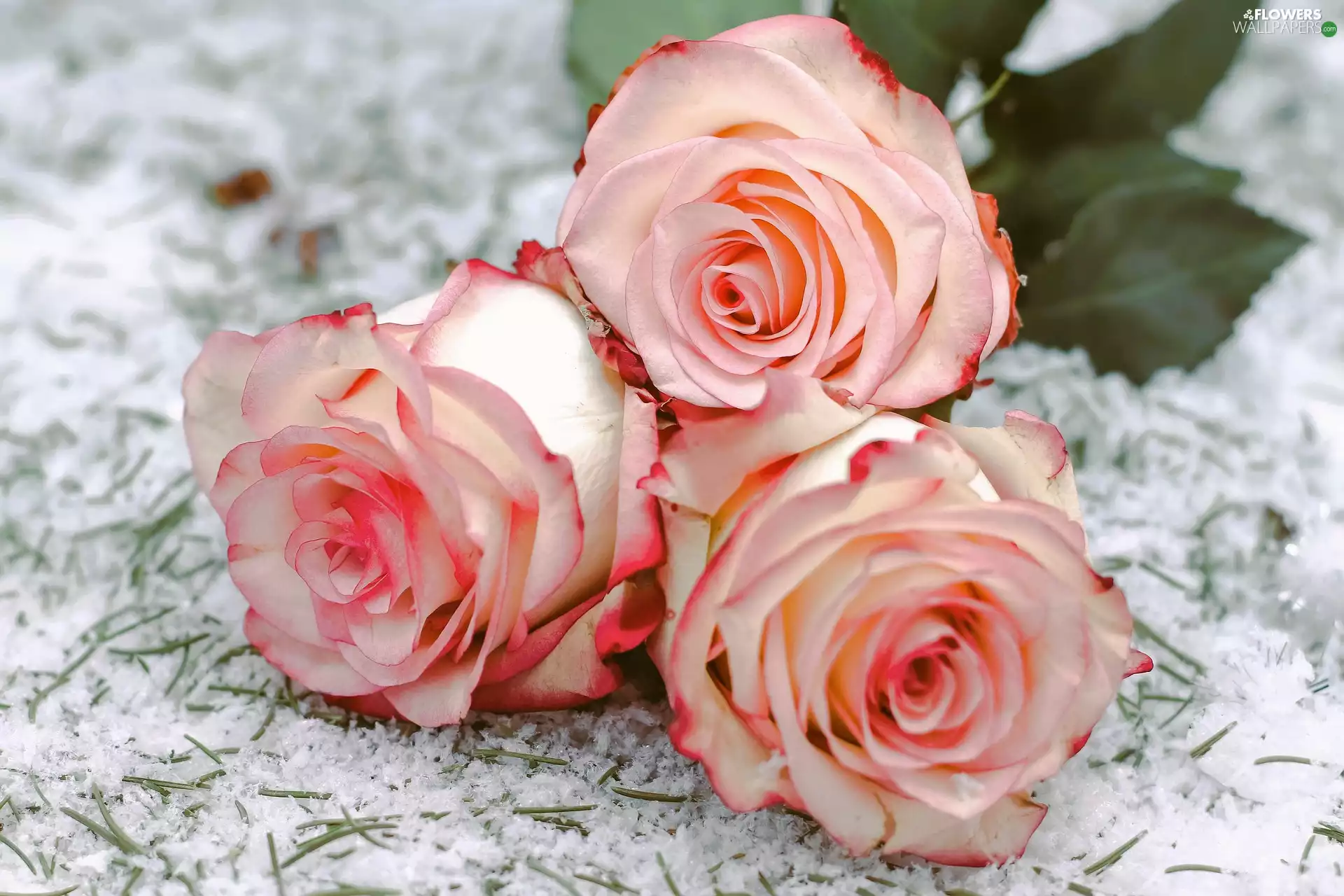 Flowers, winter, snow, roses