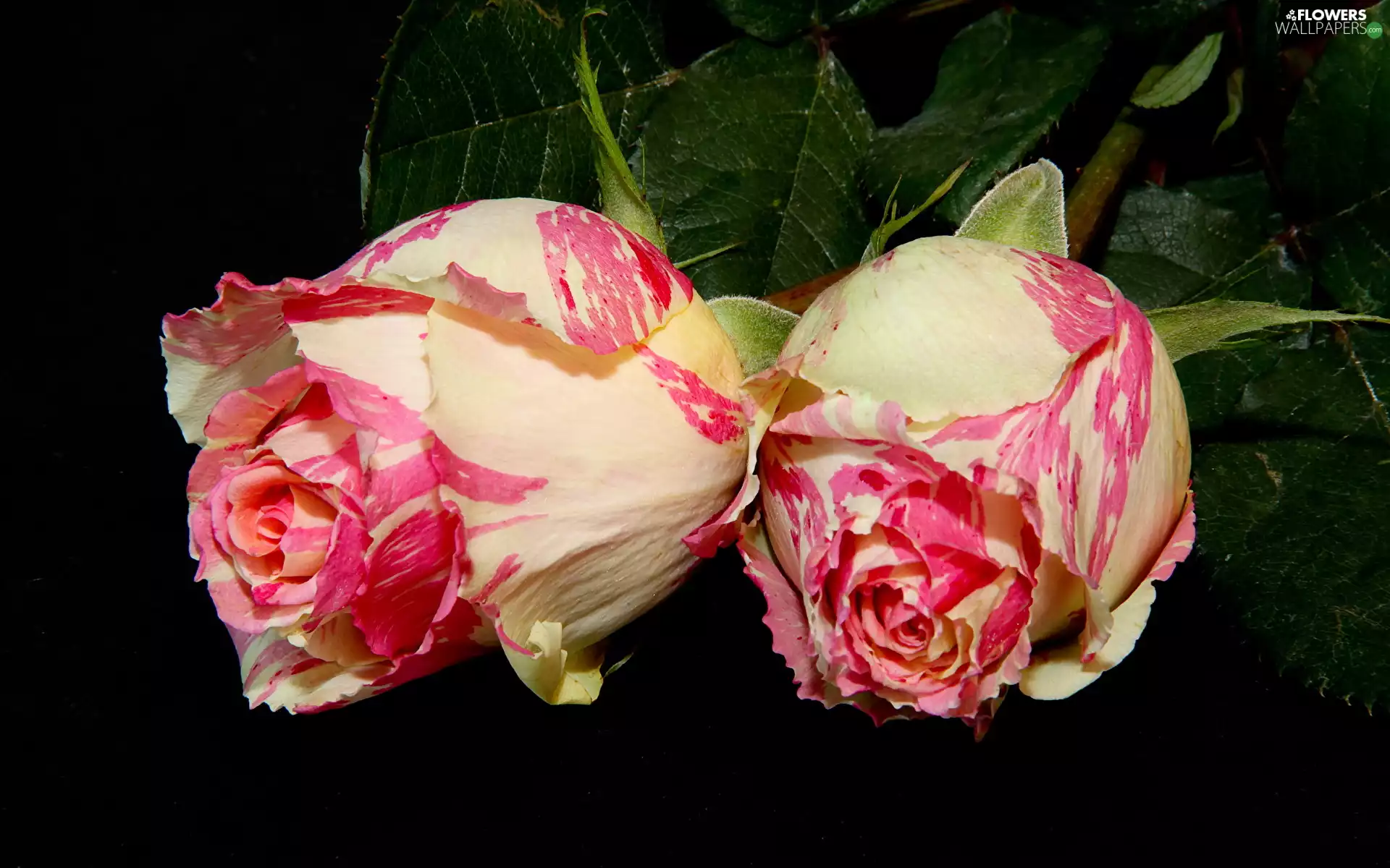 Two tone, Flowers, donuts, Black Background, Leaf, roses