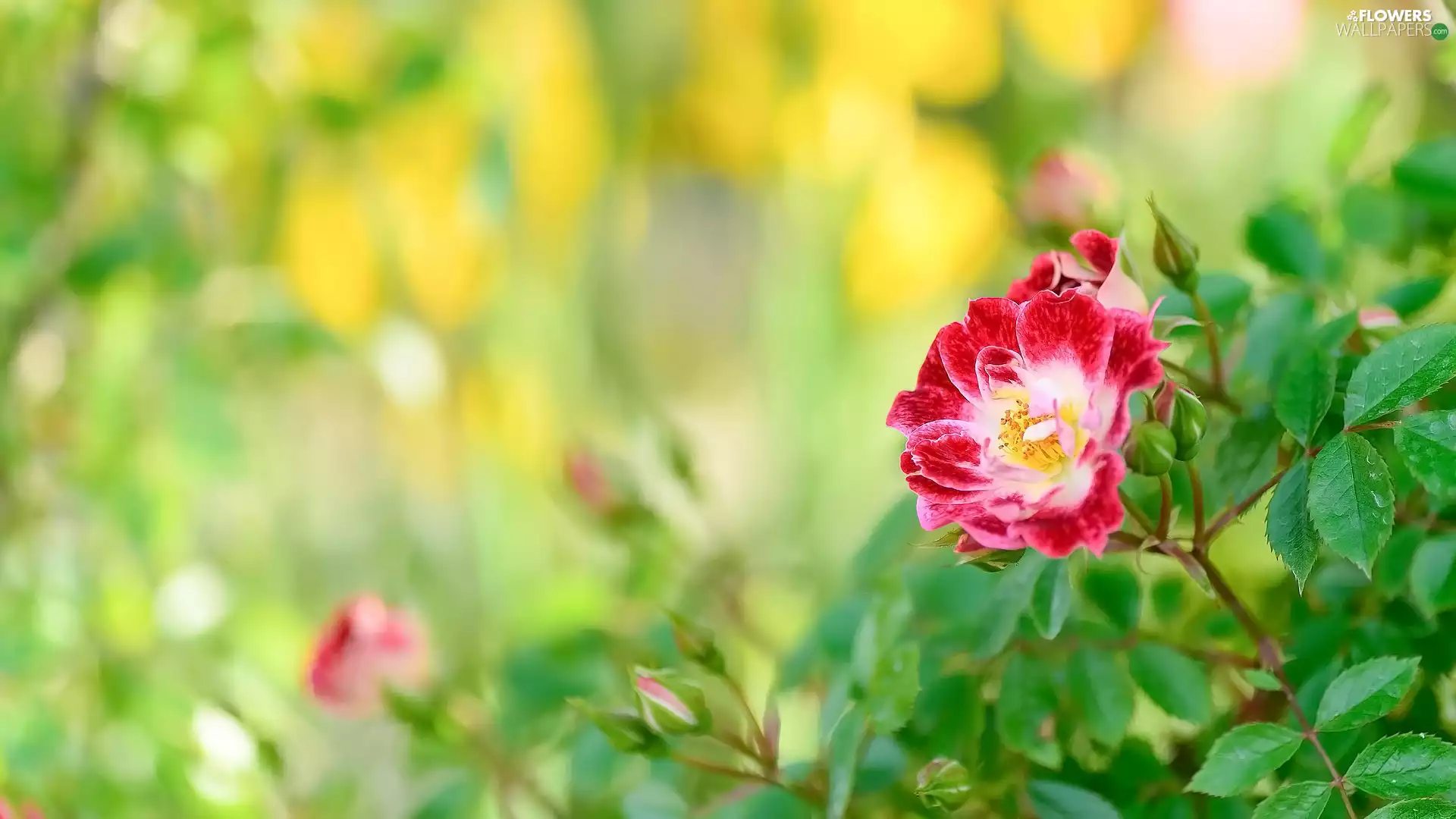 Flowers, Buds, twig, roses