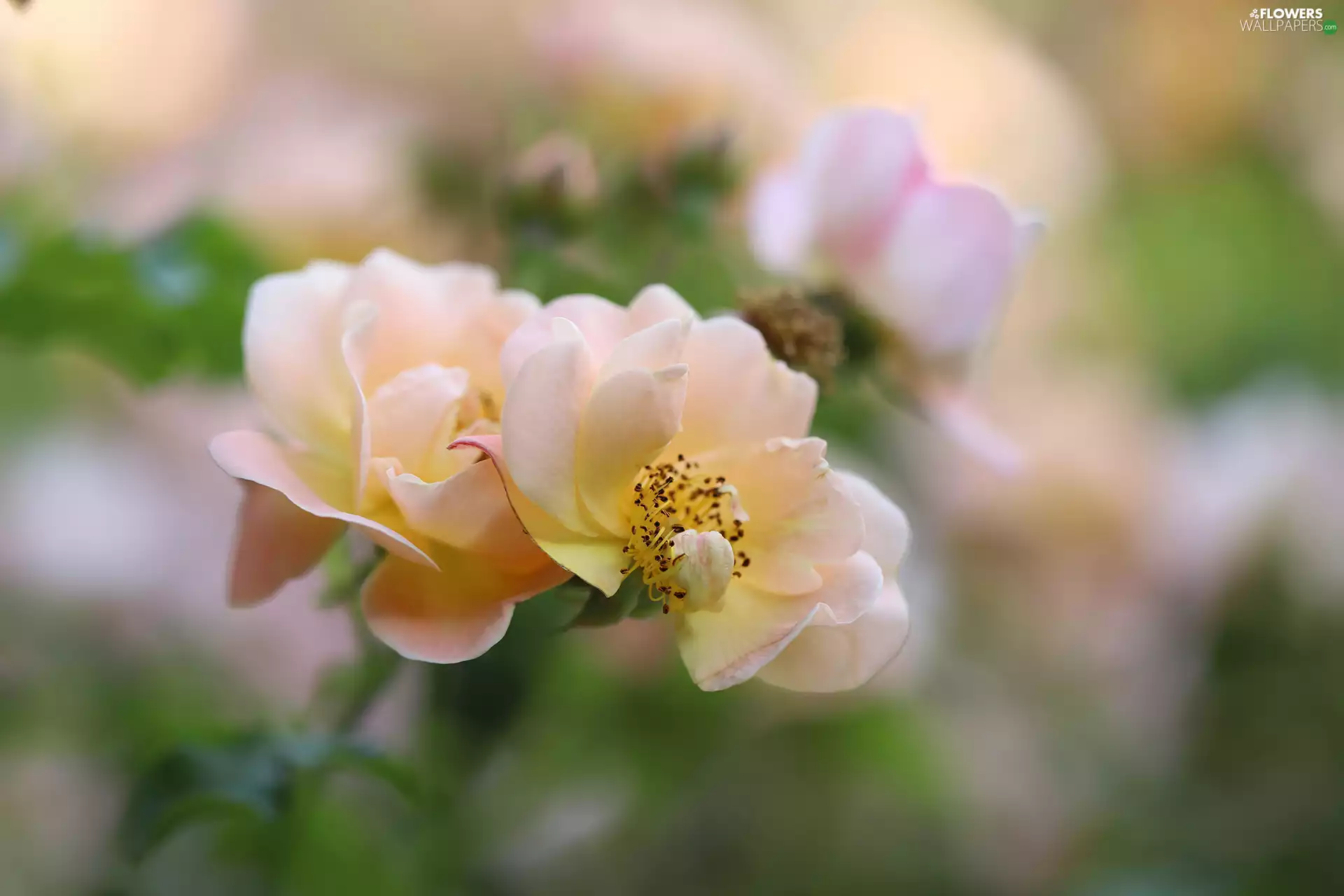 Flowers, Pink-Yellow, roses