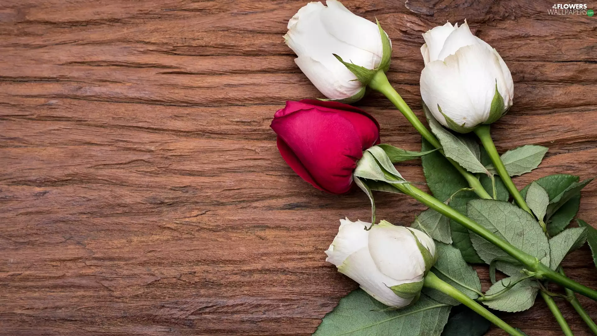 four, Buds, Leaf, roses