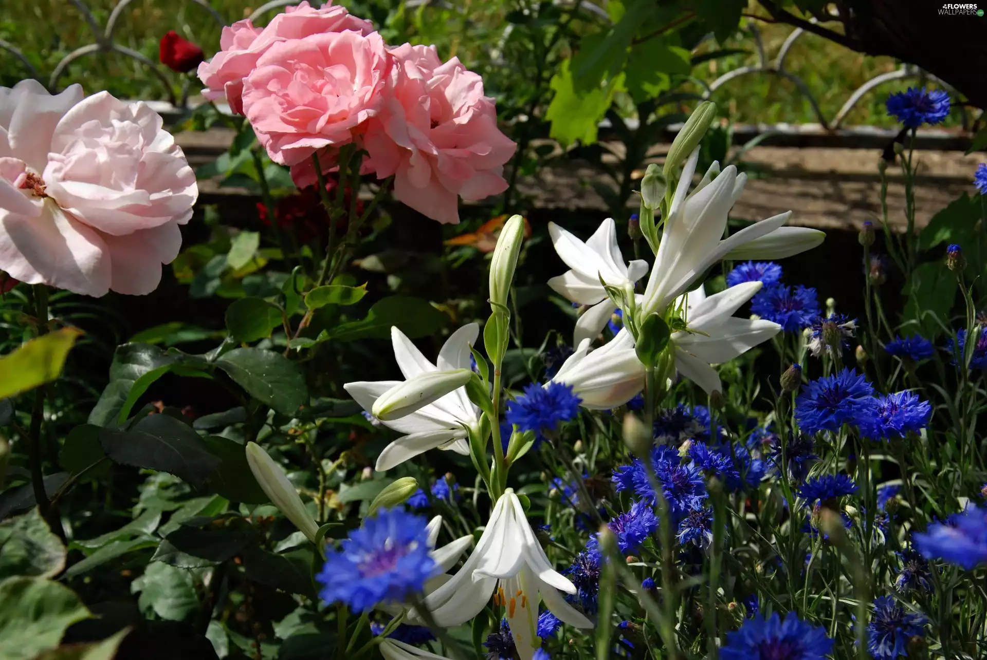 garden, lilies, cornflowers, roses