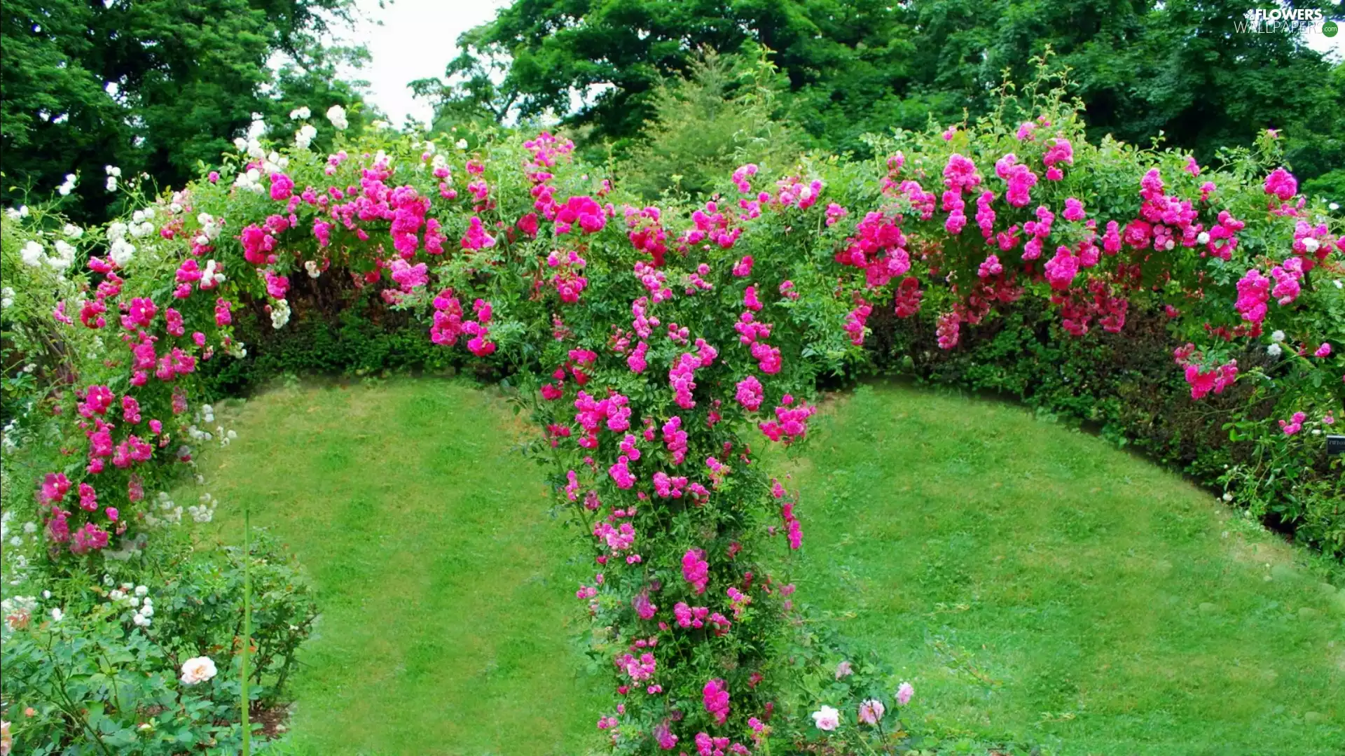 Garden, trees, viewes, roses