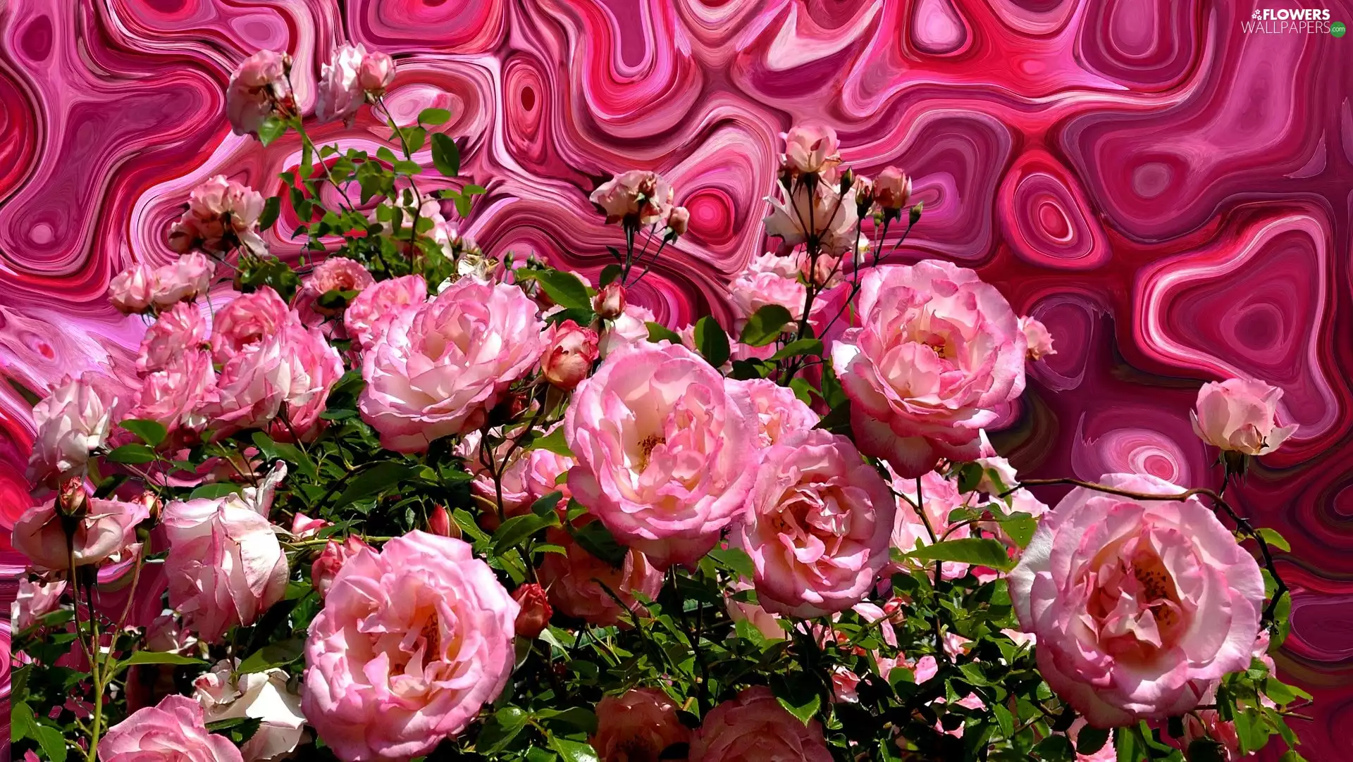 roses, 2D Graphics