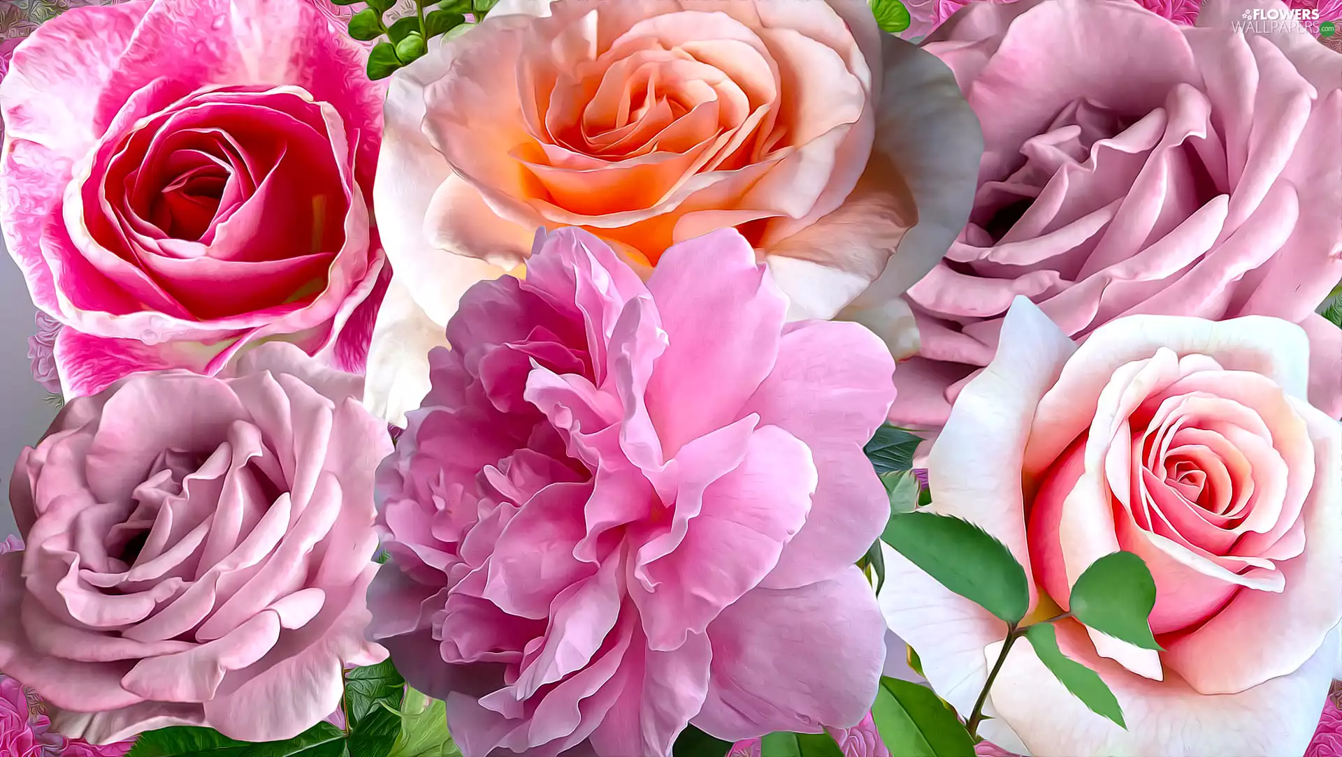 Flowers, roses, graphics, Different colored