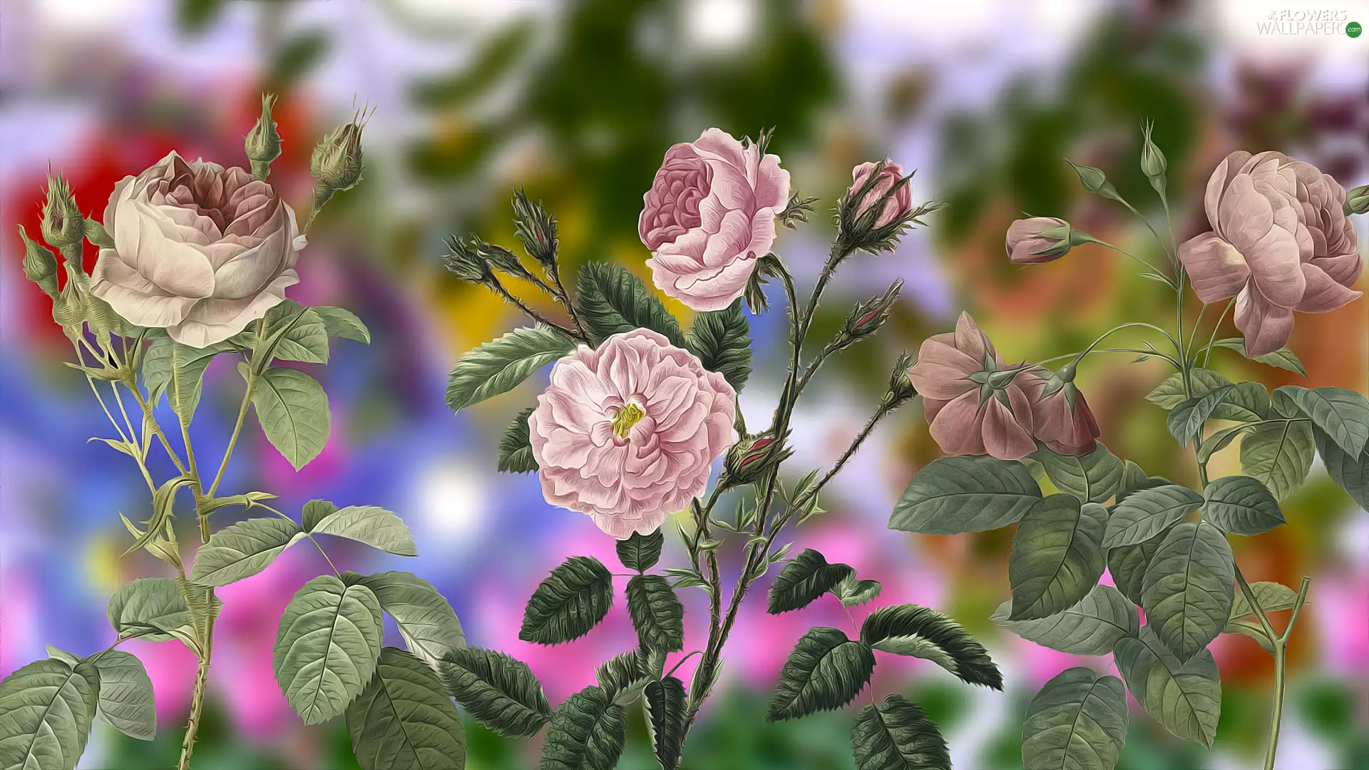 Flowers, roses, graphics, pale pink