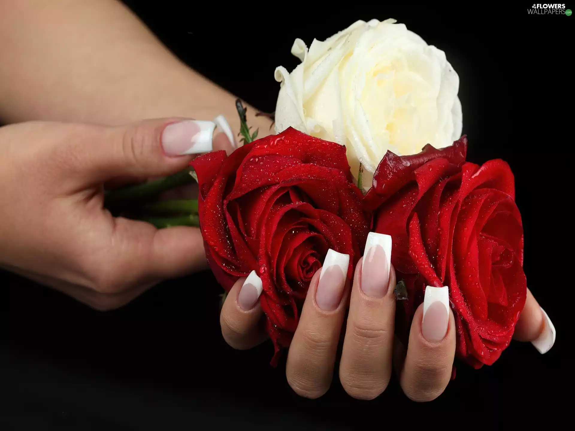 hands, roses