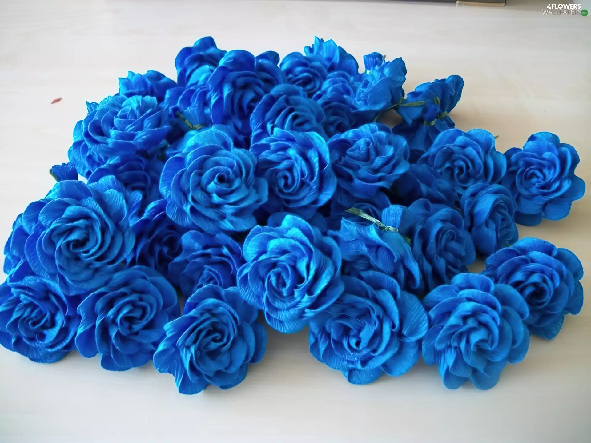 roses, Blue, heads