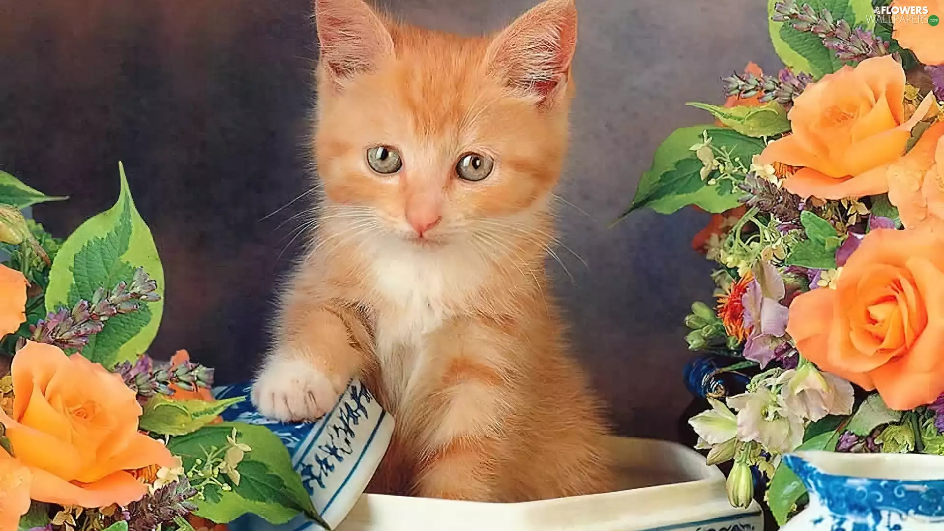 roses, ginger, kitten