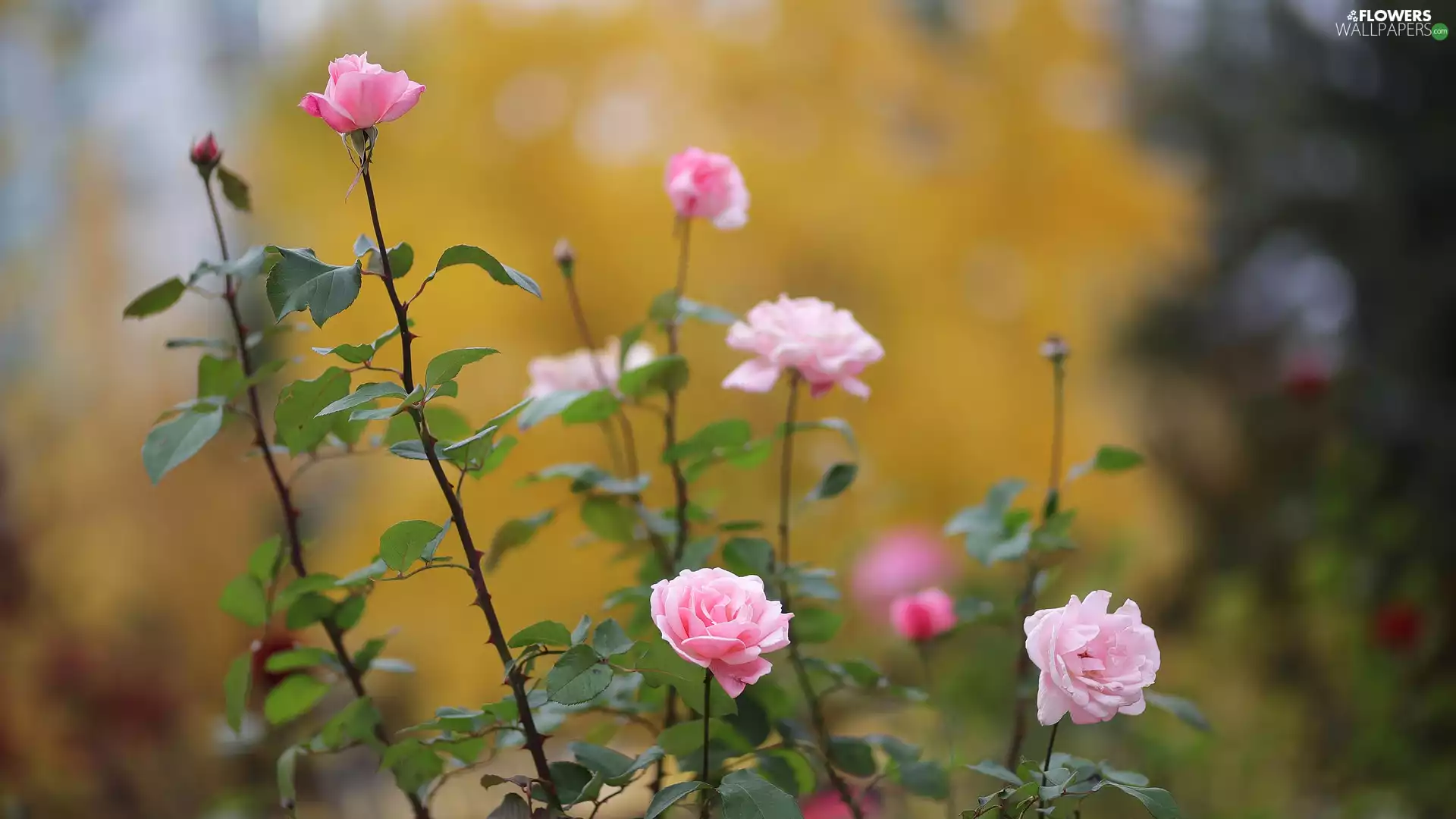 Leaf, Light pink, roses