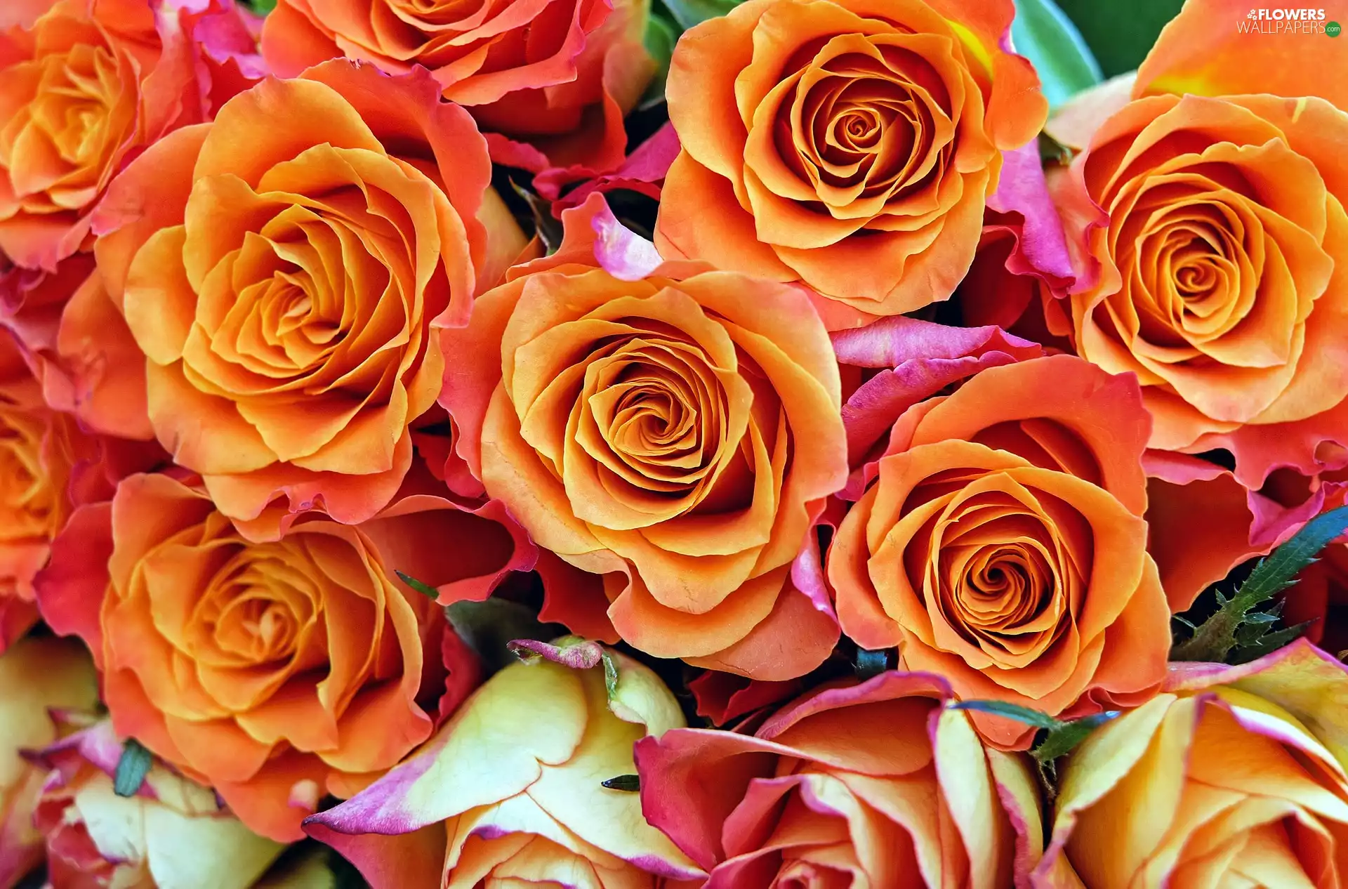 roses, Orange