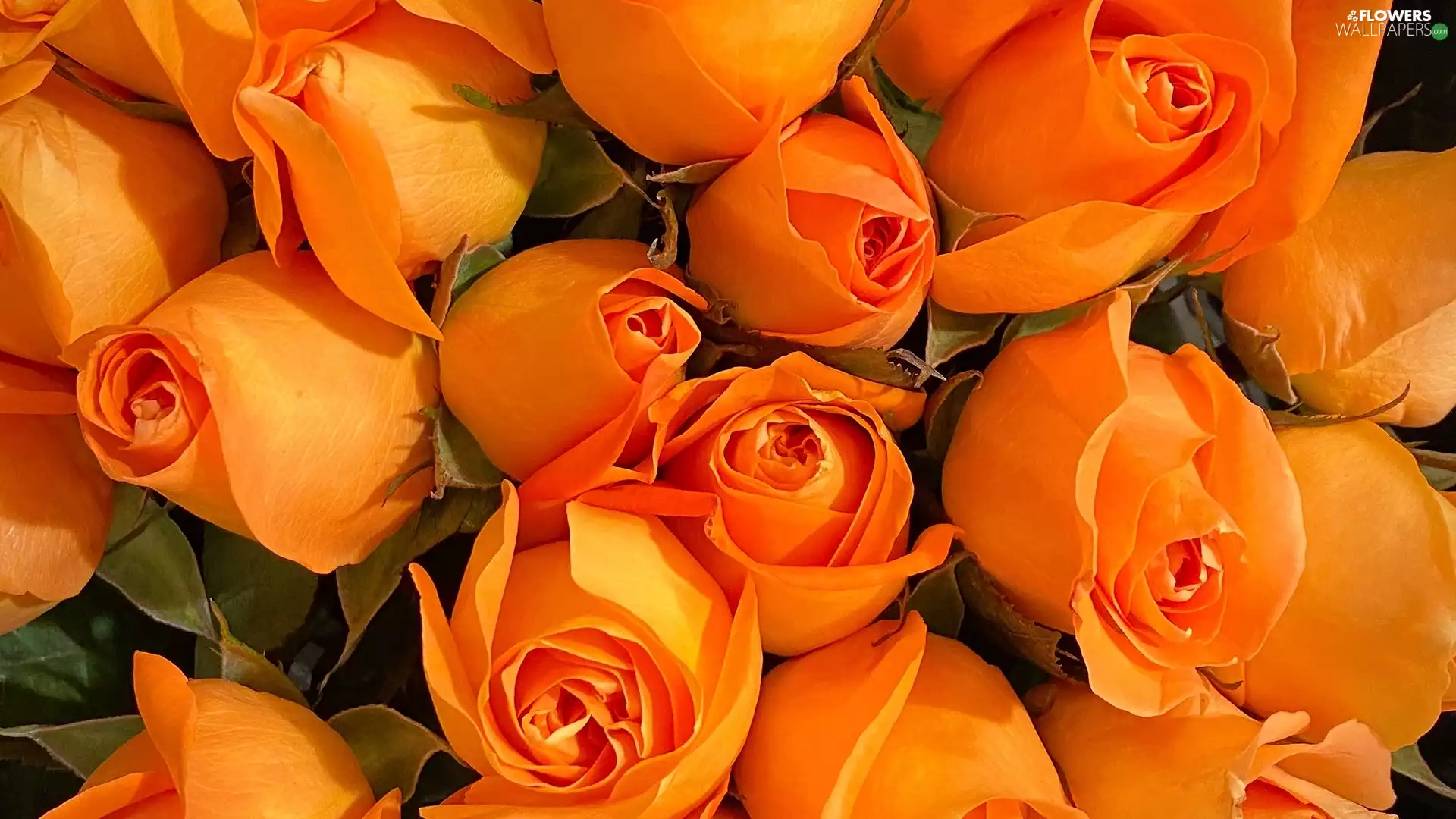 roses, bouquet, Orange