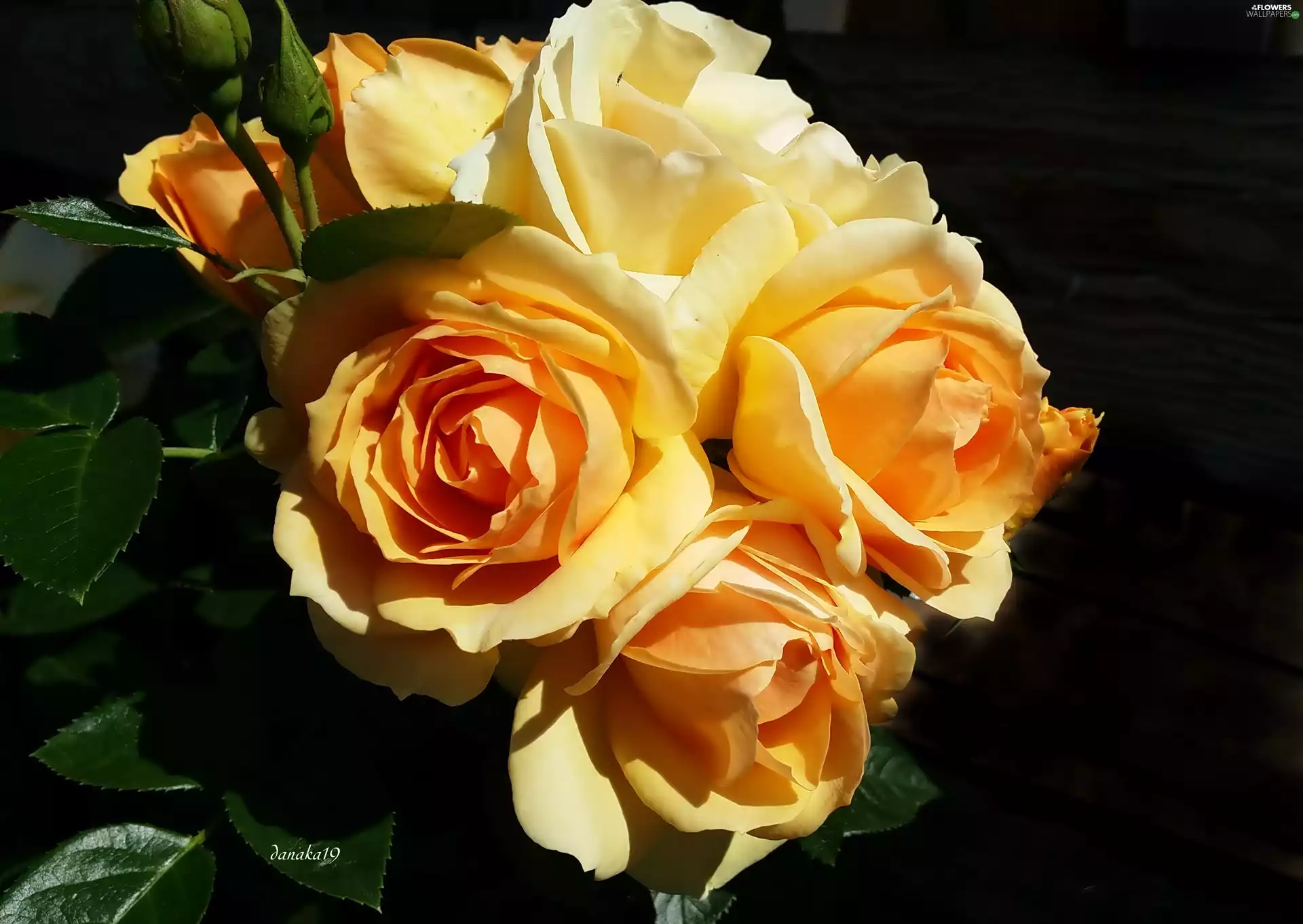 roses, yellow, Orange