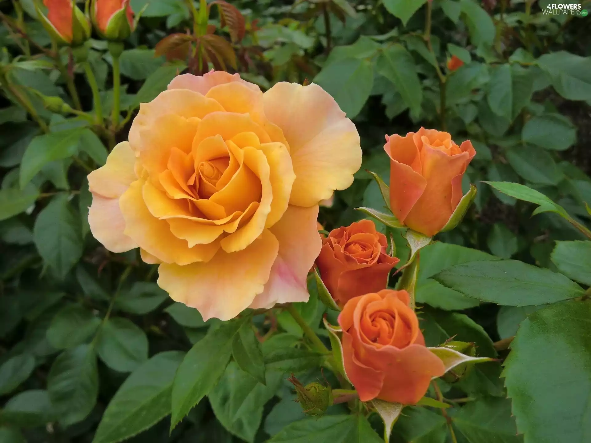 Orange, roses